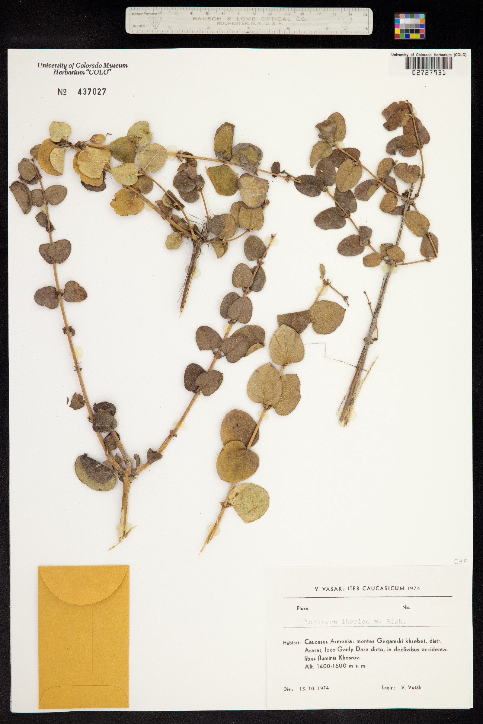 Lonicera iberica image