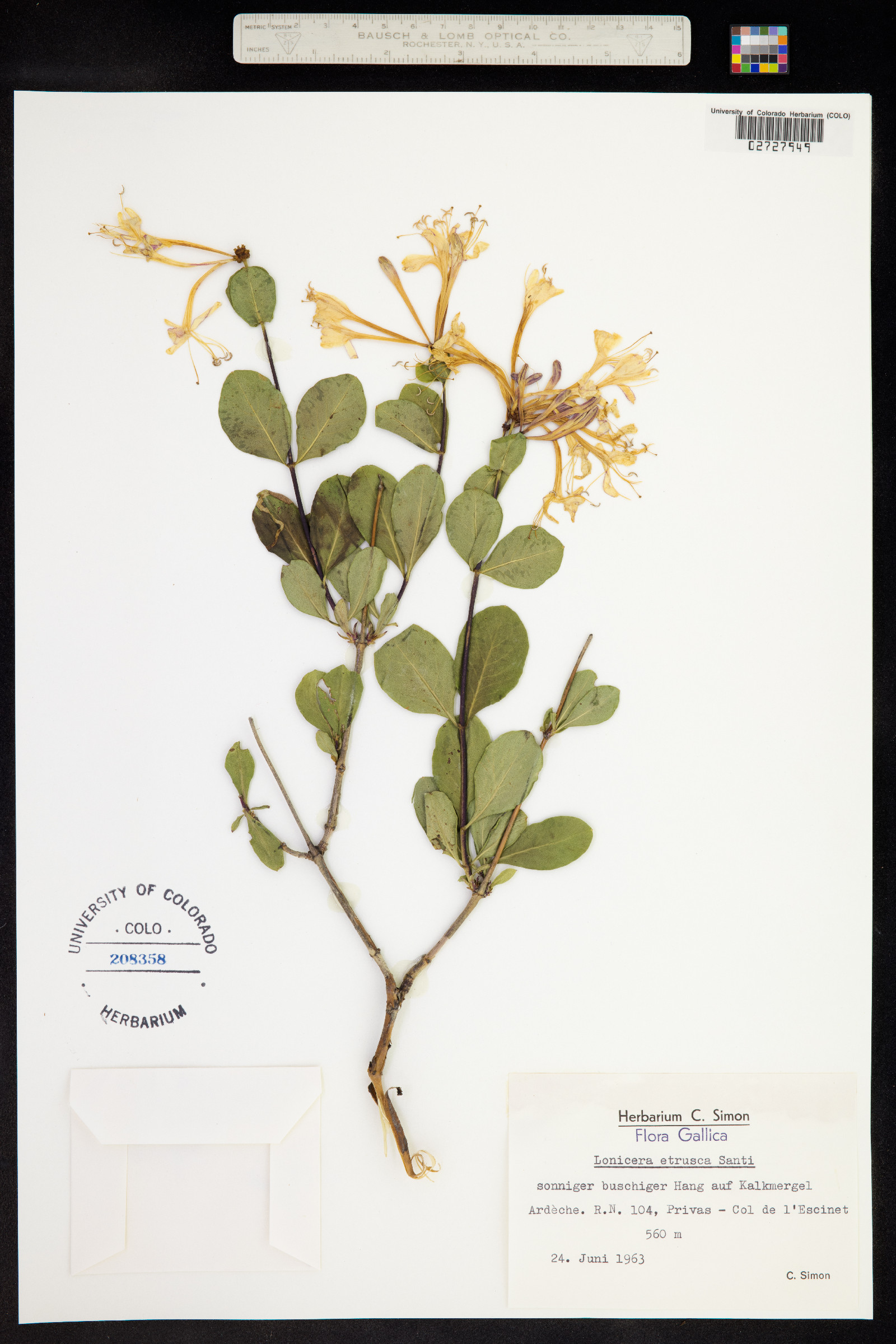 Lonicera etrusca image