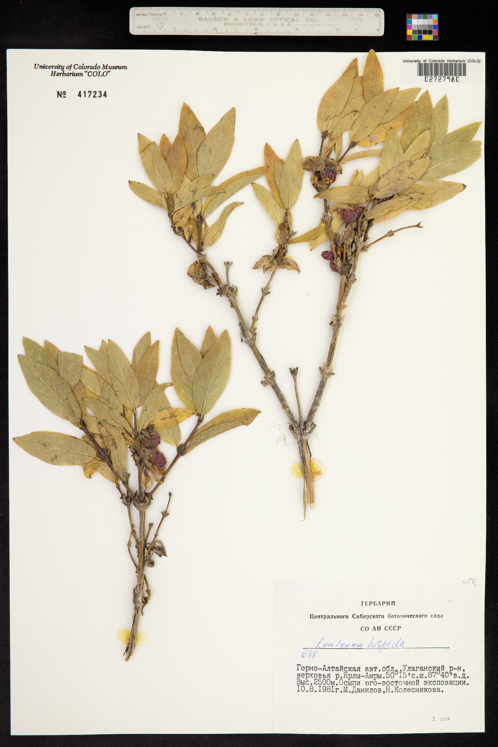 Lonicera hispida image