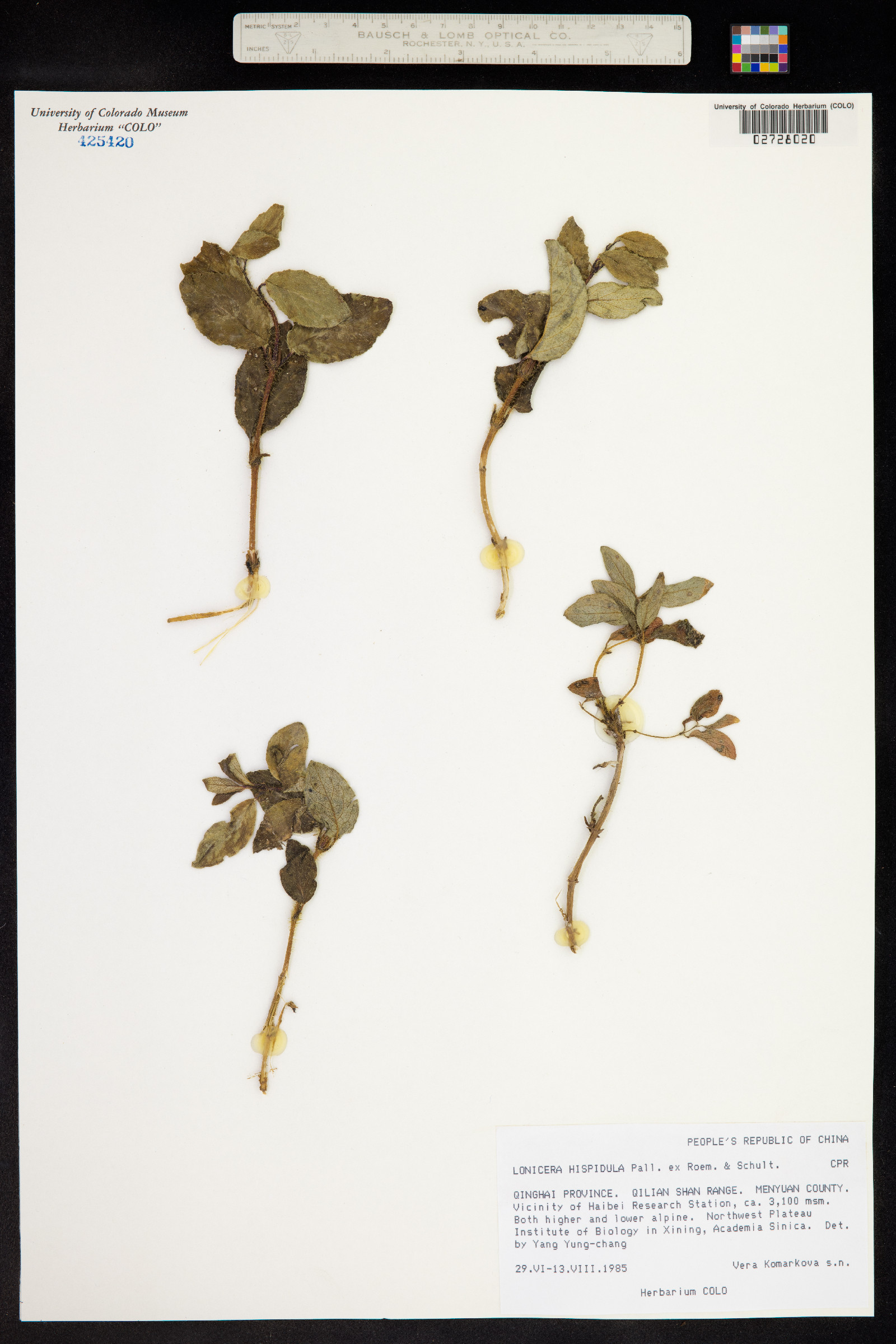 Lonicera hispidula image