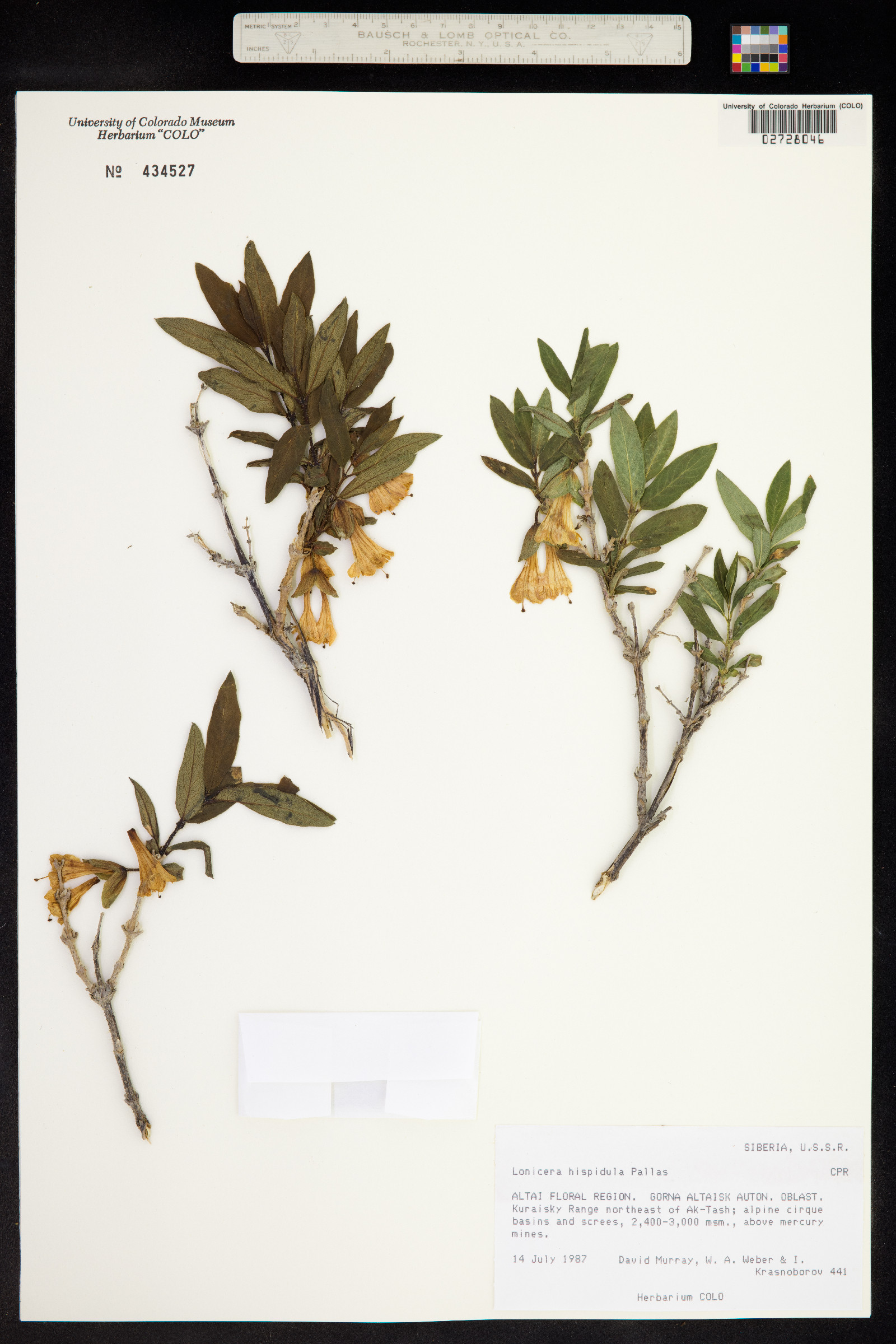 Lonicera hispidula image