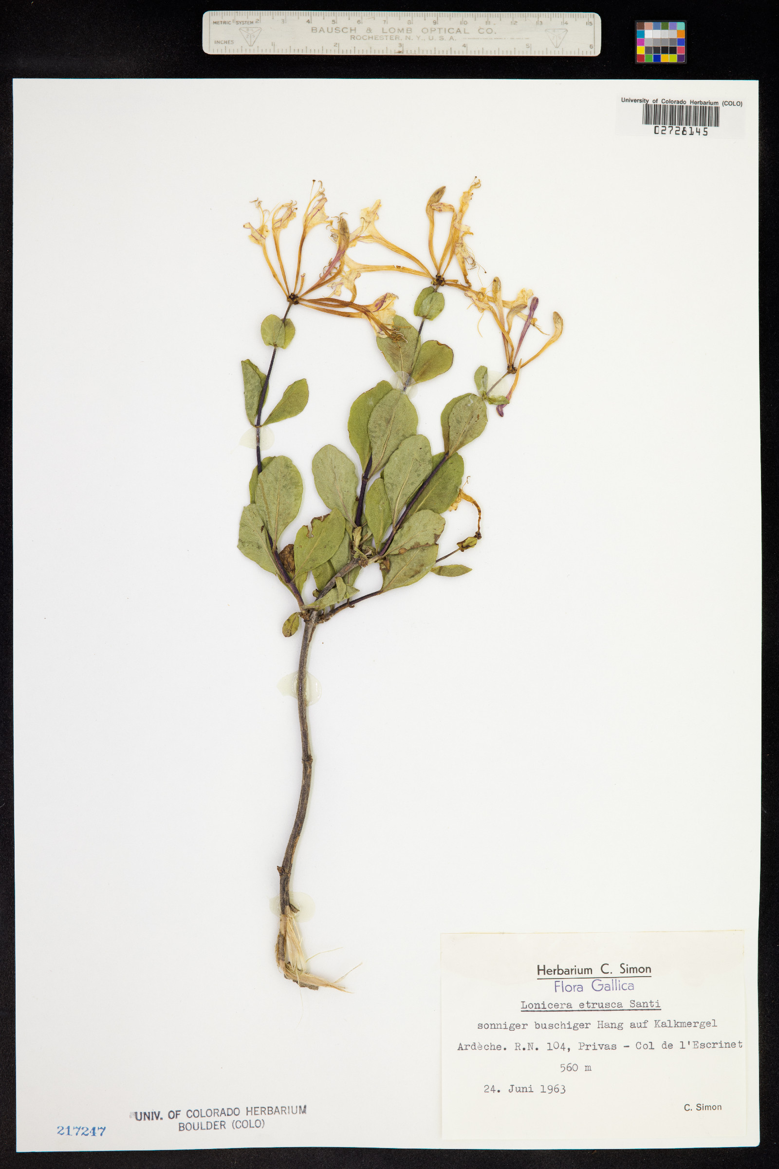 Lonicera etrusca image
