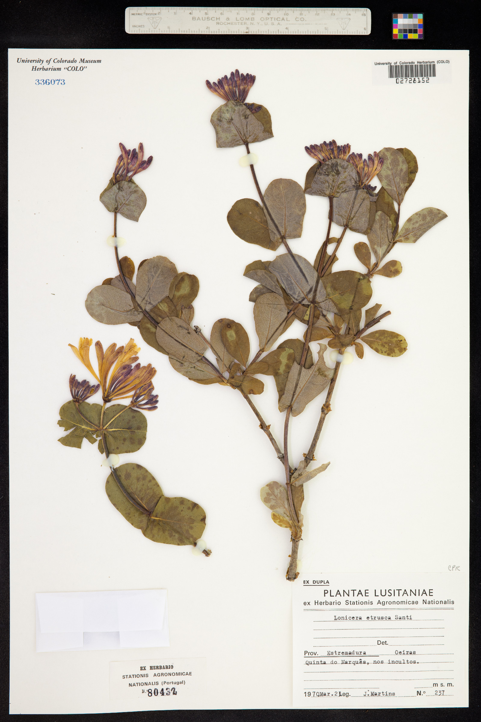 Lonicera etrusca image