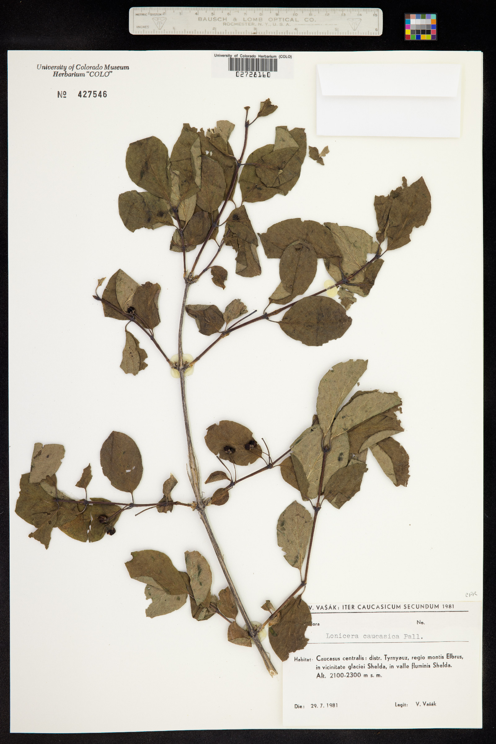 Lonicera caucasica image