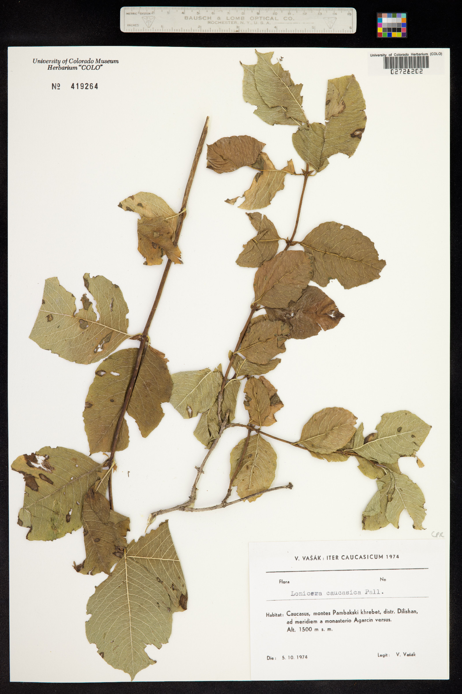 Lonicera caucasica image