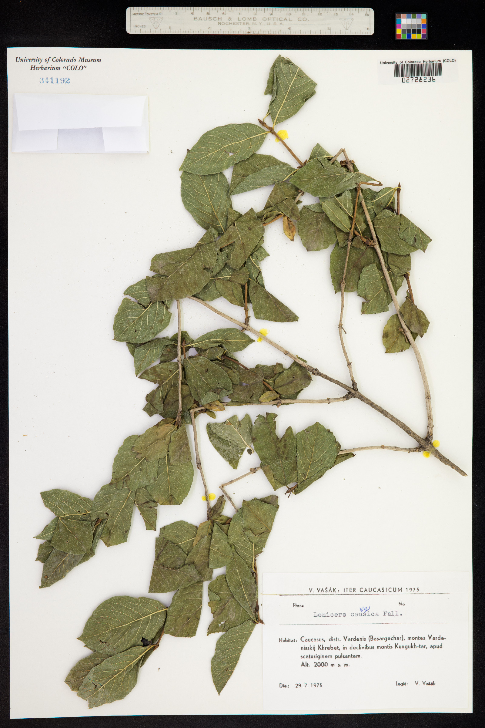 Lonicera caucasica image