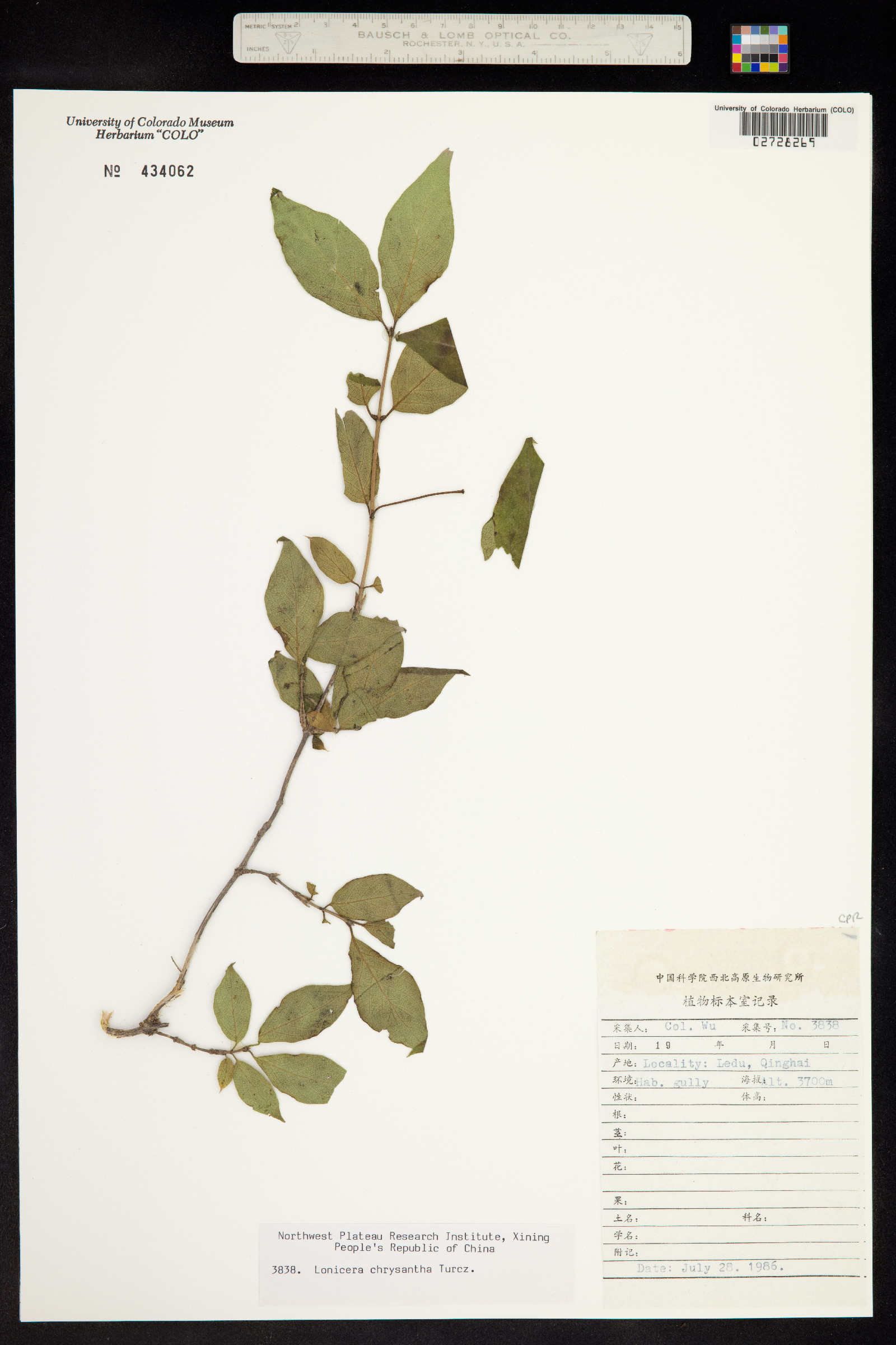 Lonicera chrysantha image