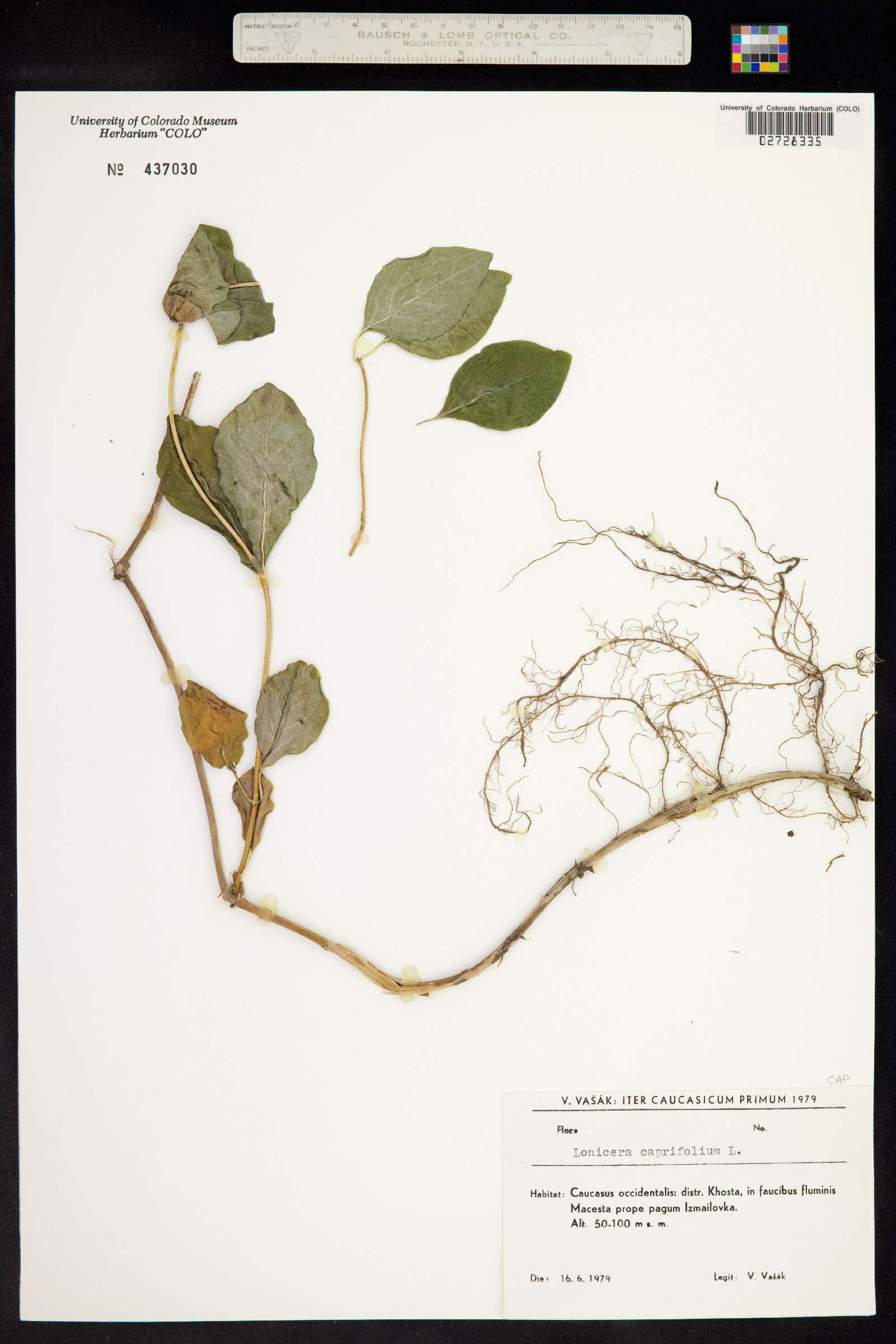 Lonicera caprifolium image