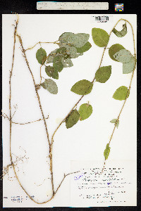 Image of Lonicera caprifolium