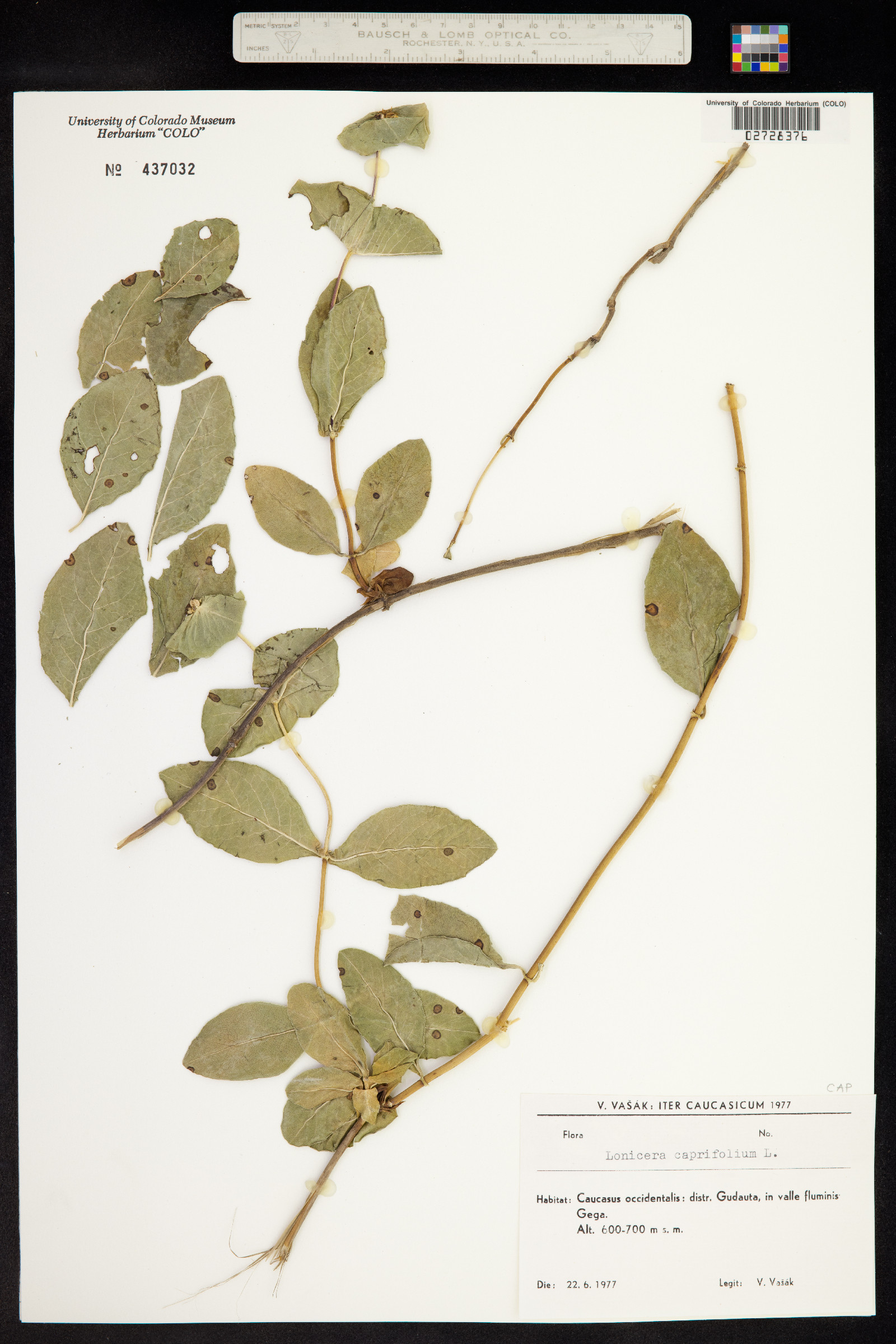 Lonicera caprifolium image