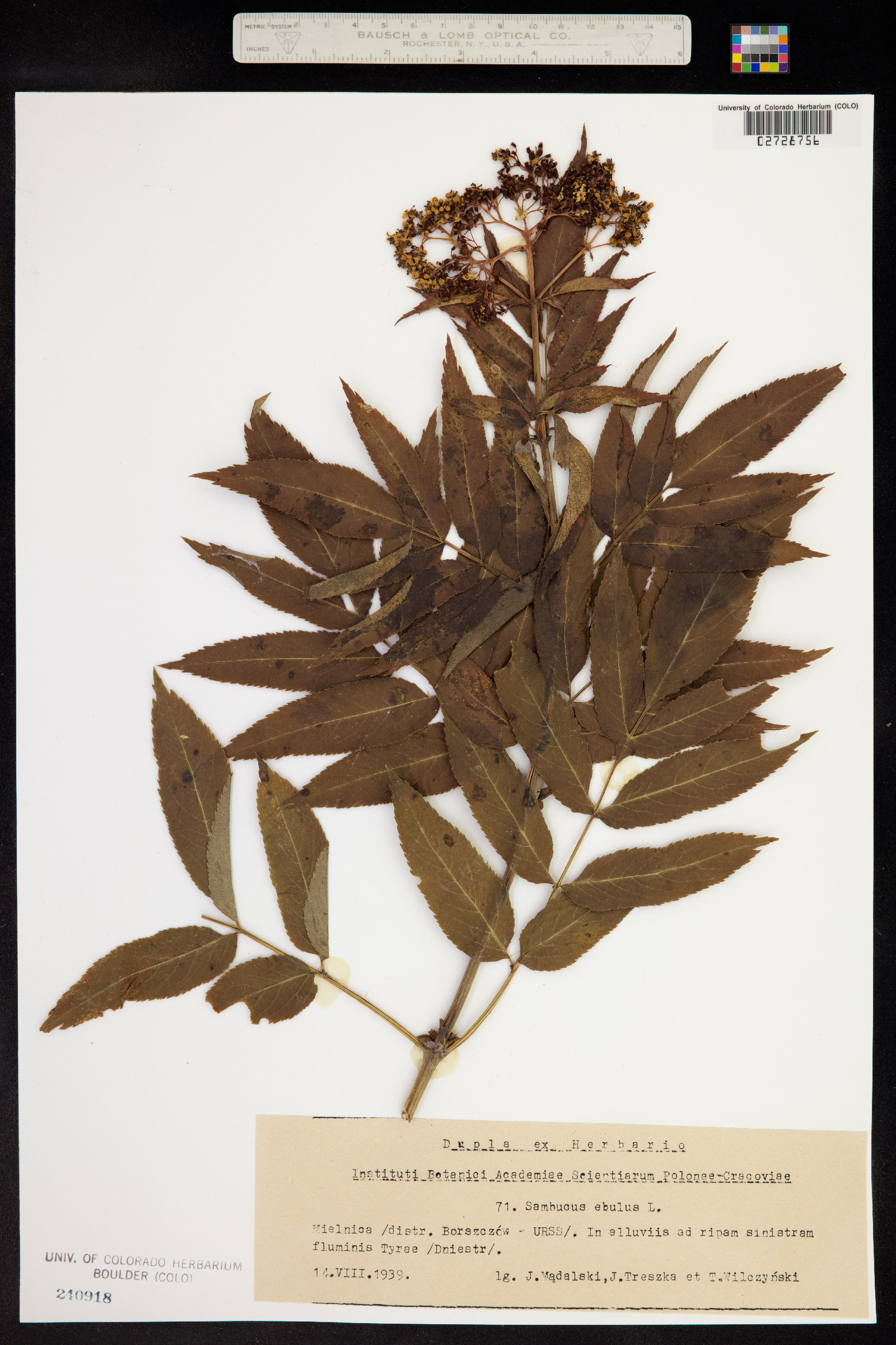 Sambucus ebulus image