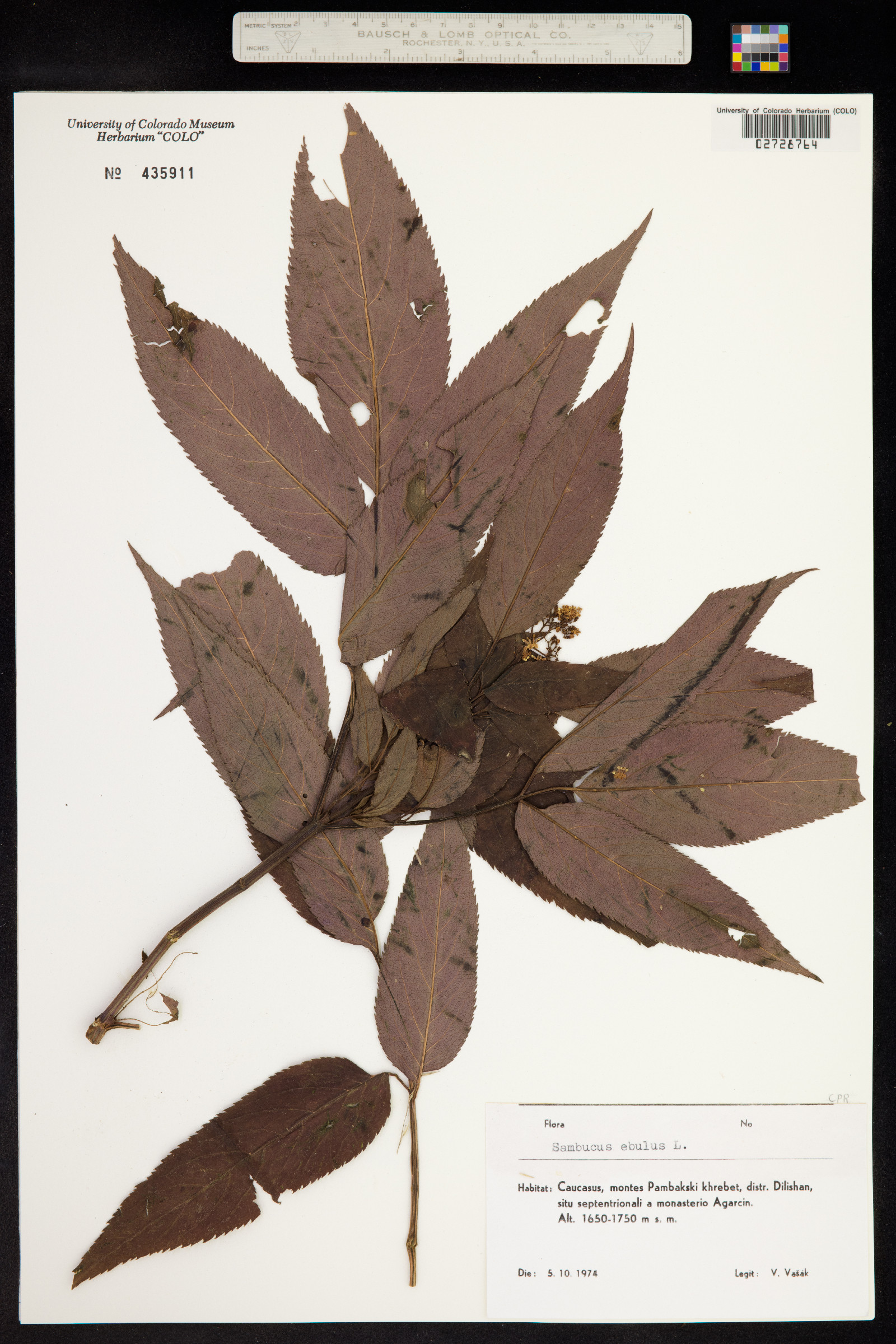 Sambucus ebulus image