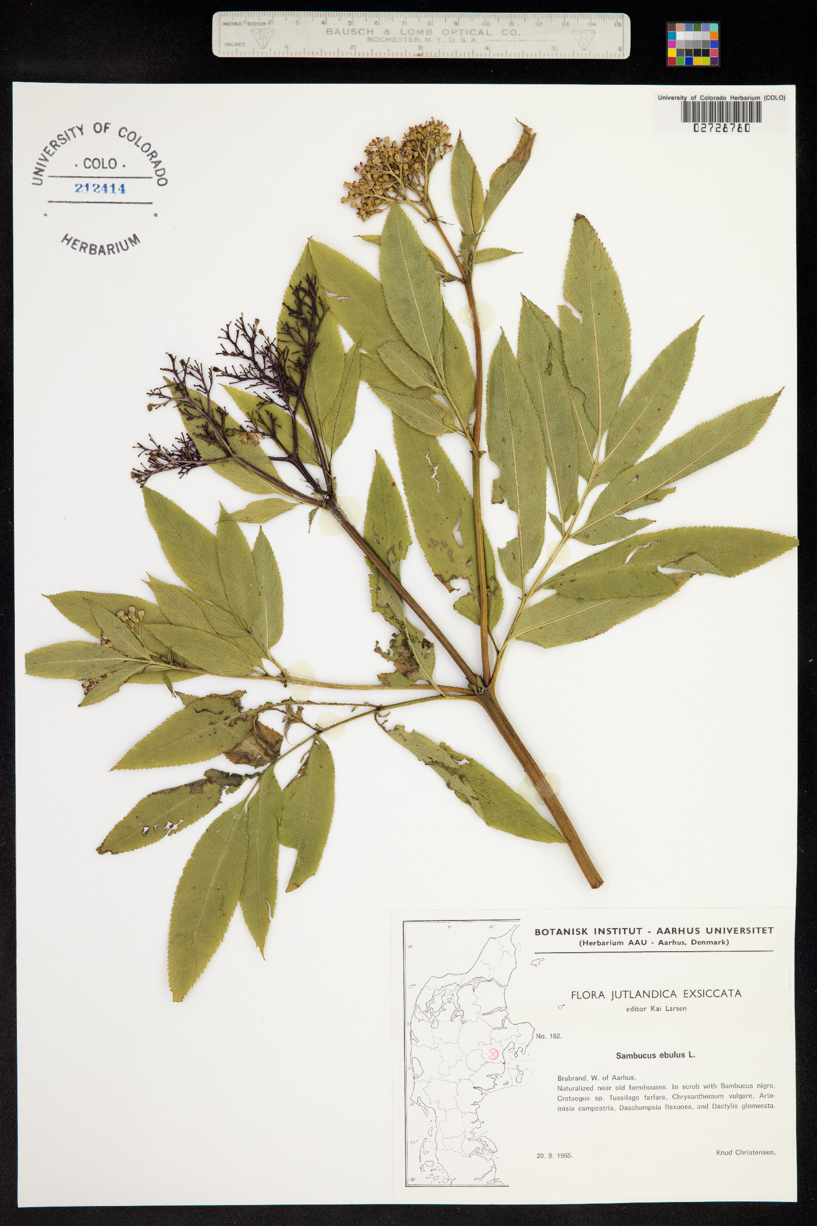 Sambucus ebulus image