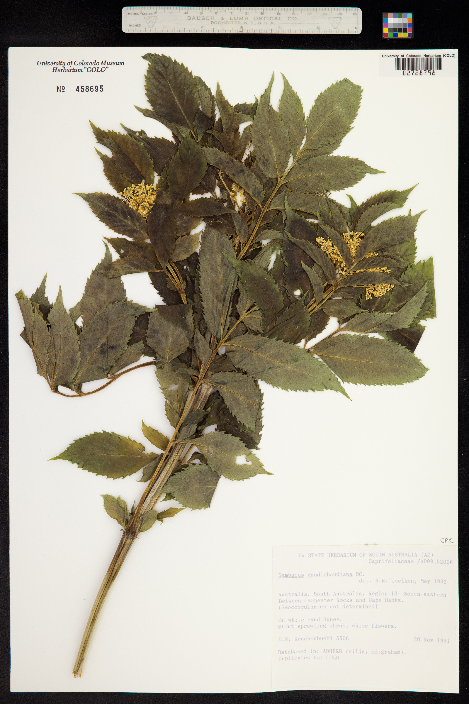 Sambucus gaudichaudiana image