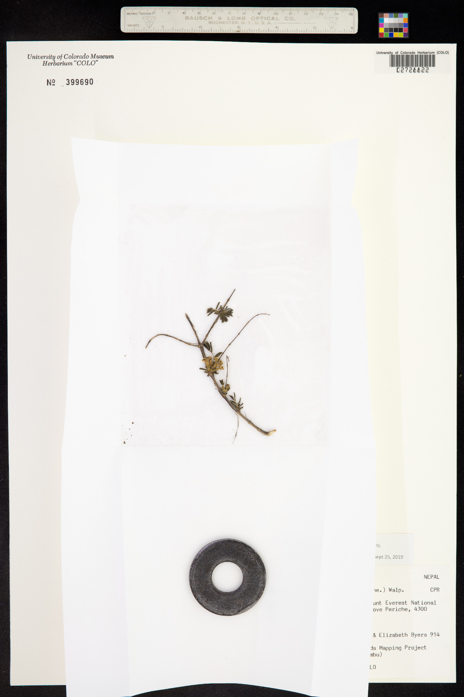 Lonicera rupicola image