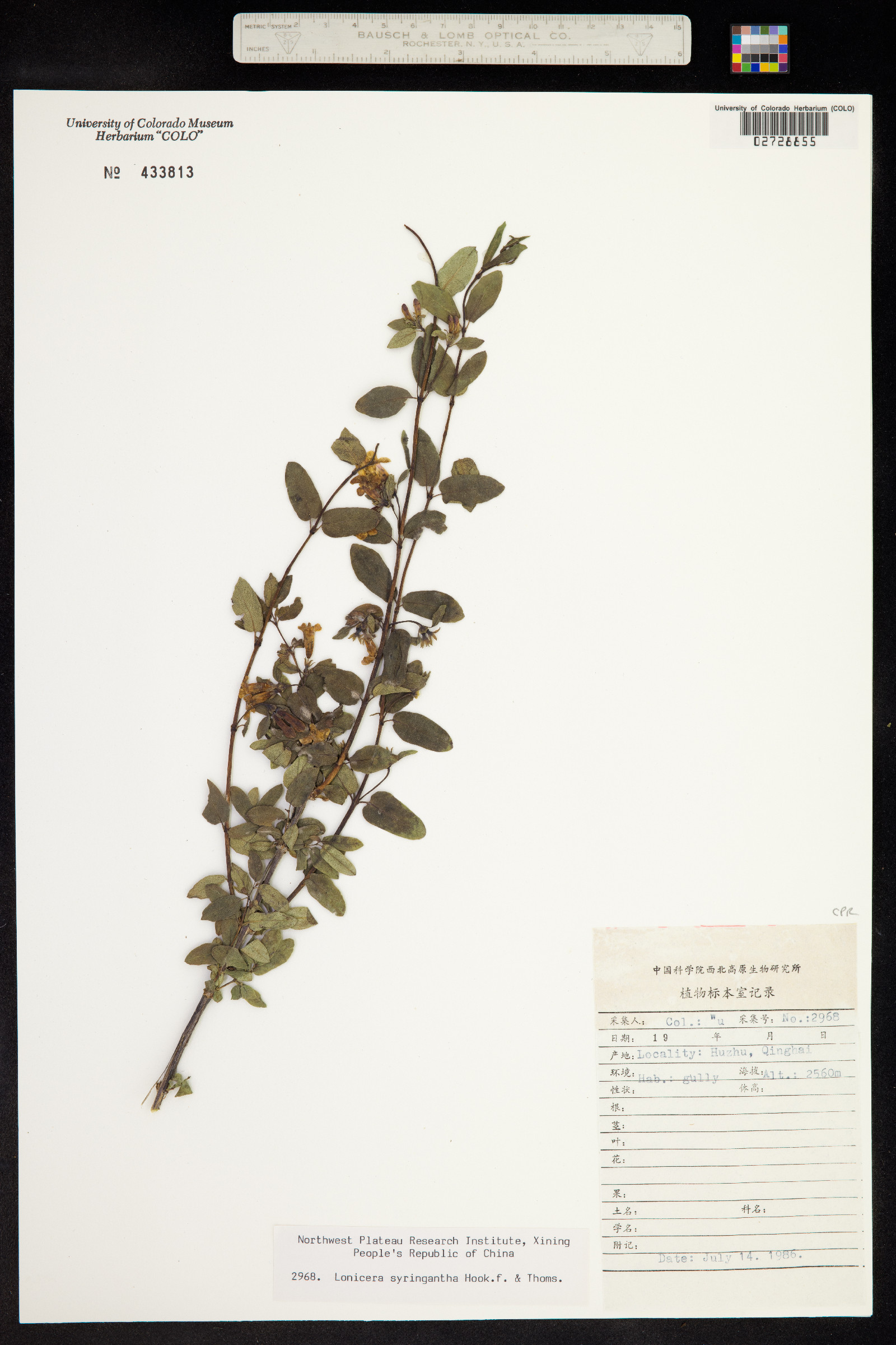 Lonicera rupicola image