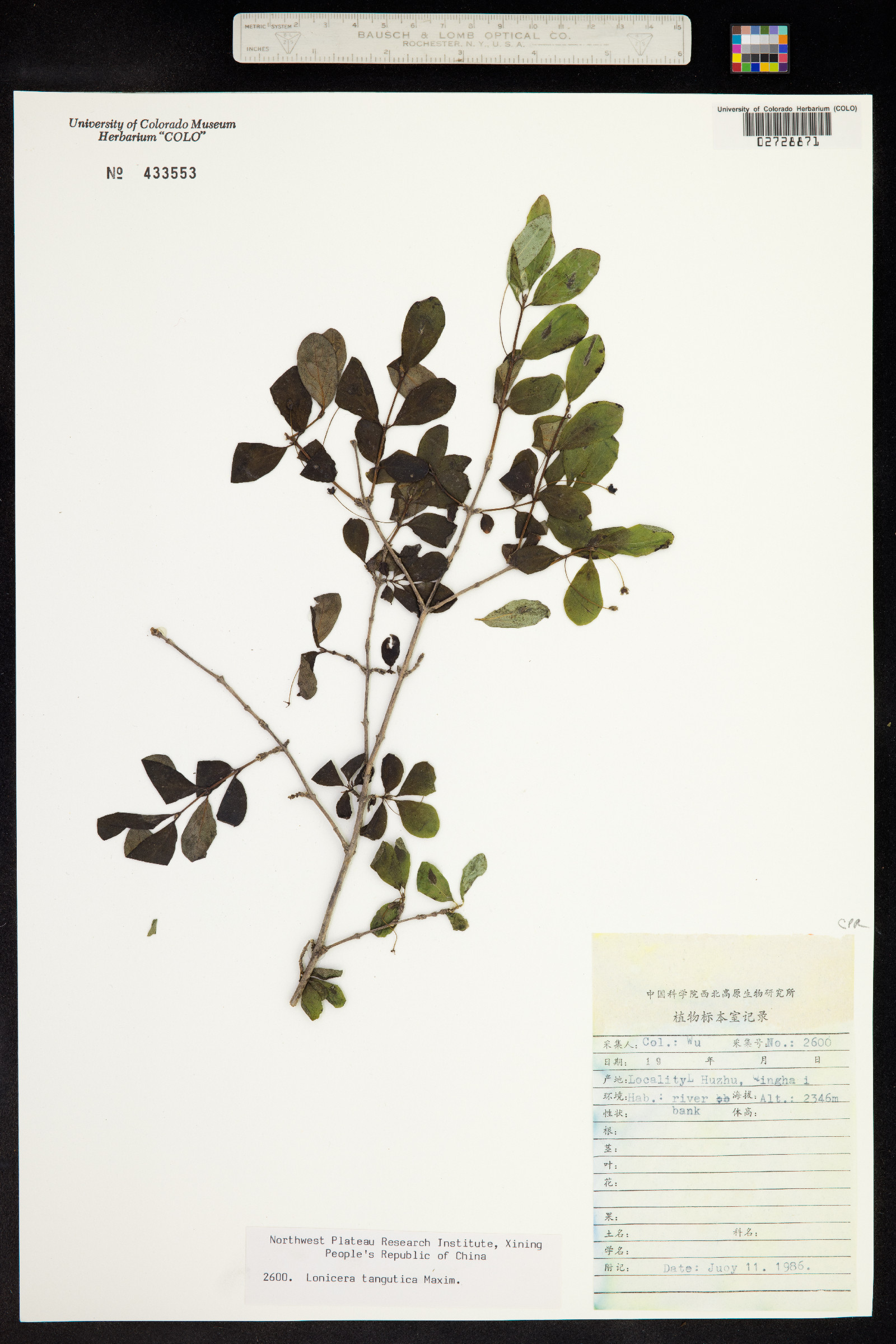 Lonicera tangutica image