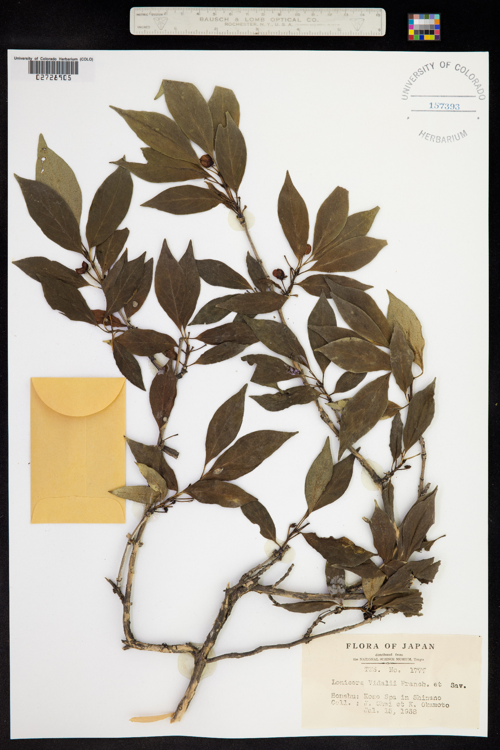 Lonicera vidalii image