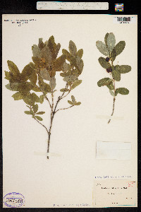 Image of Lonicera oblongifolia
