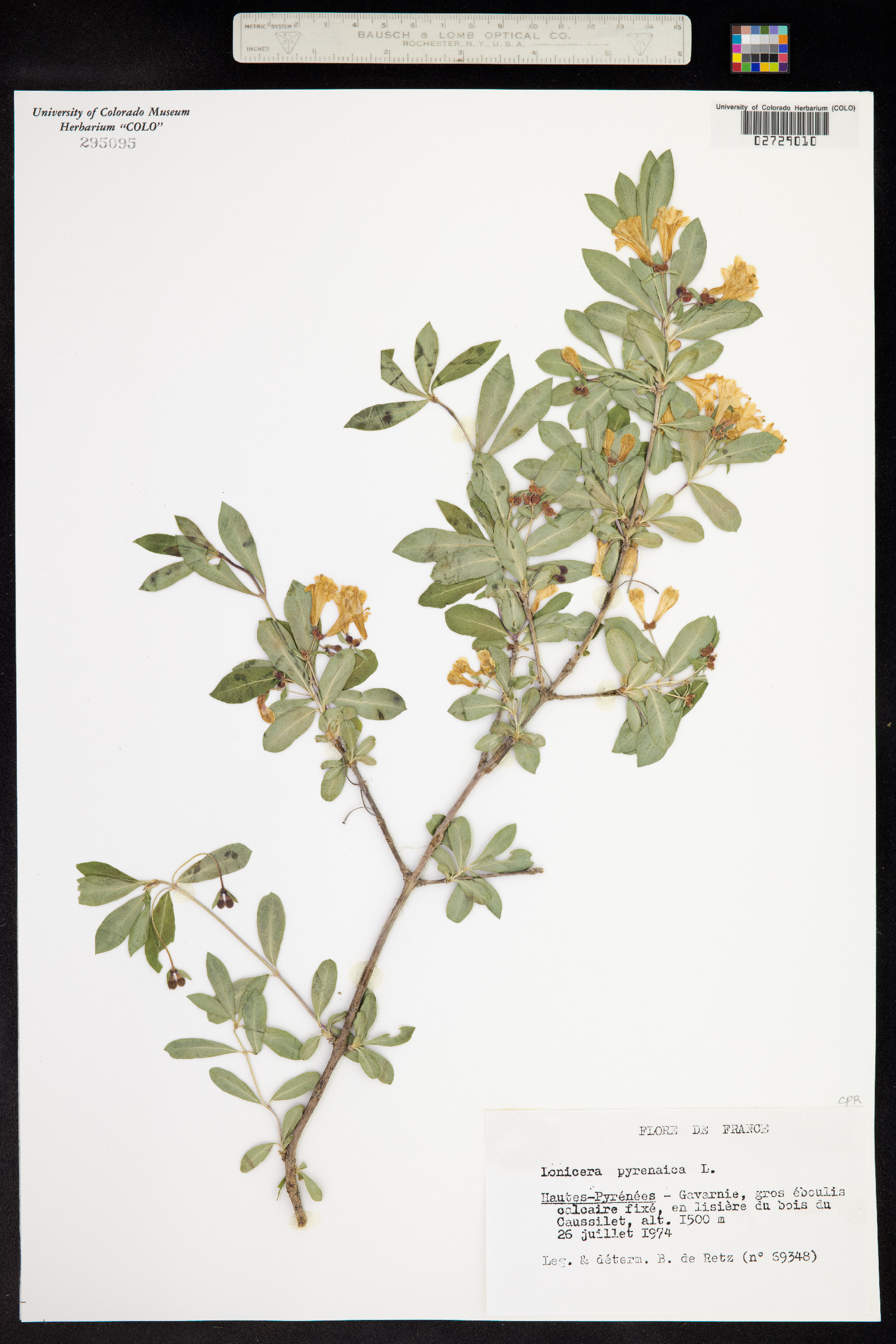 Lonicera pyrenaica image