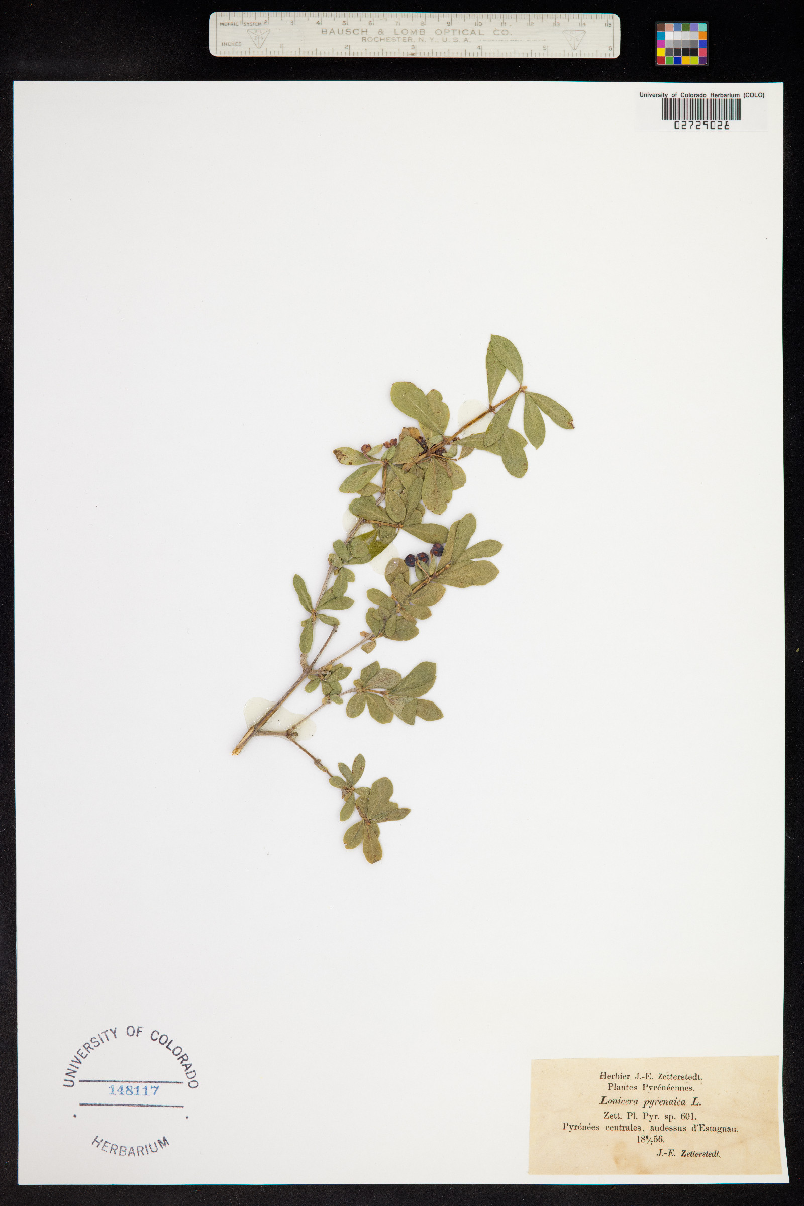 Lonicera pyrenaica image