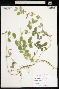 Image of Lonicera arborea