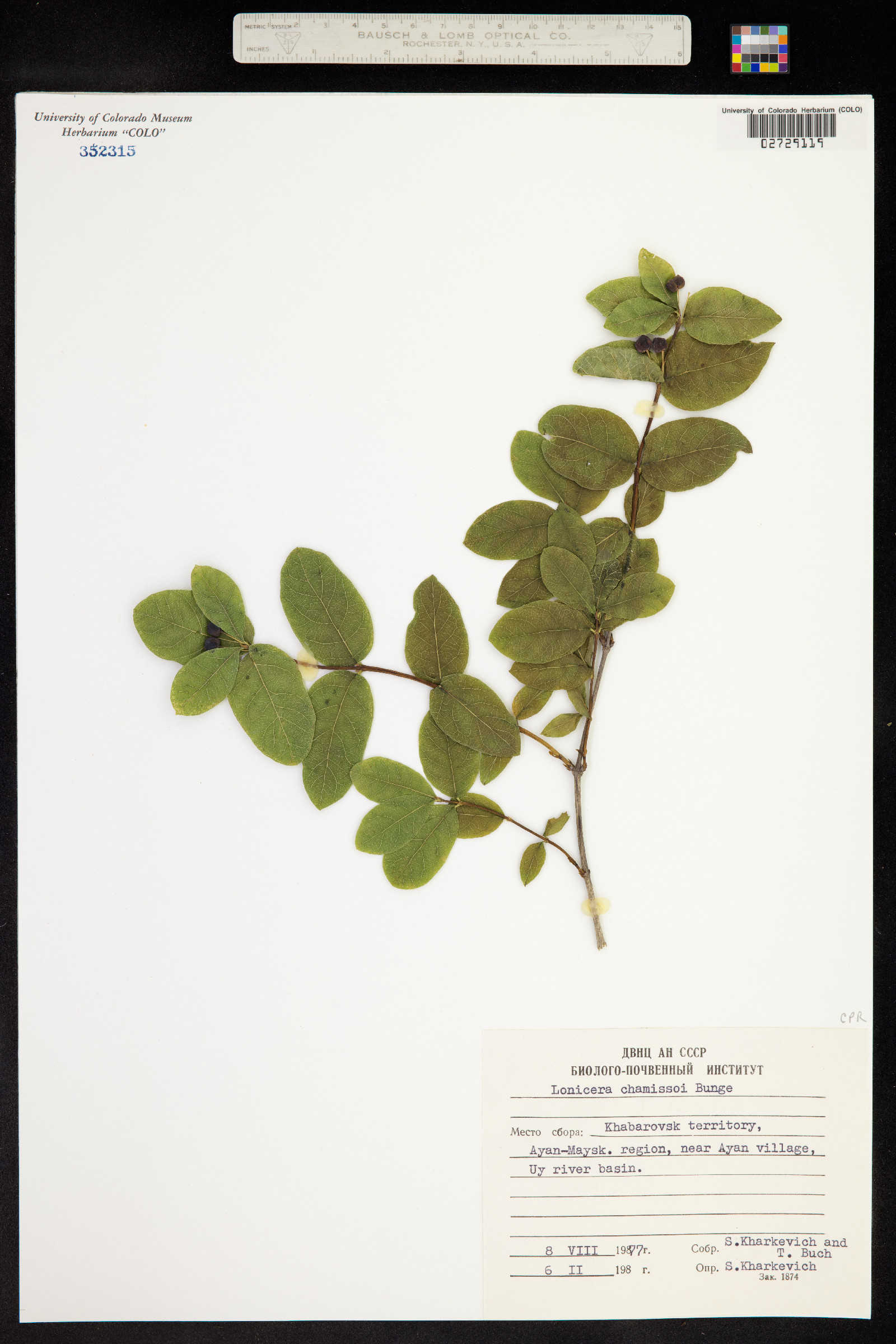 Lonicera chamissoi image