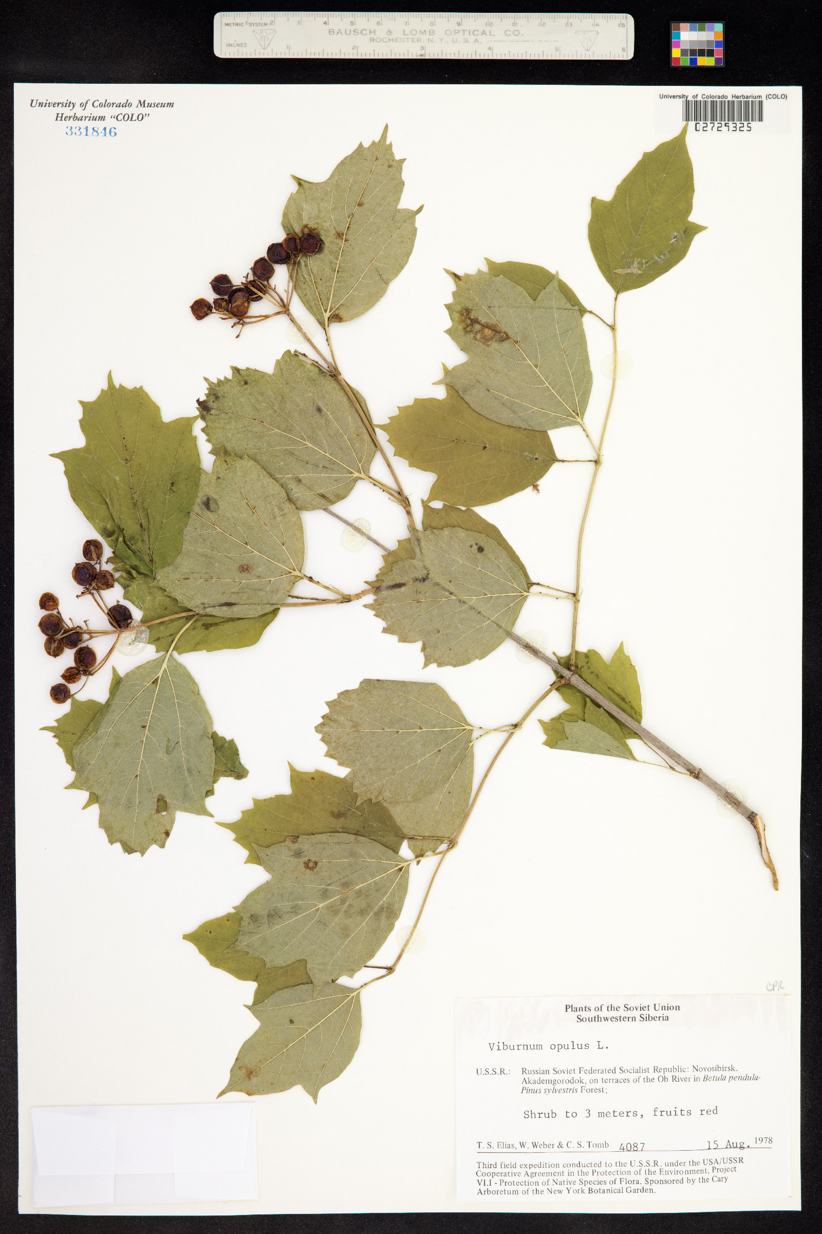 Viburnum opulus image