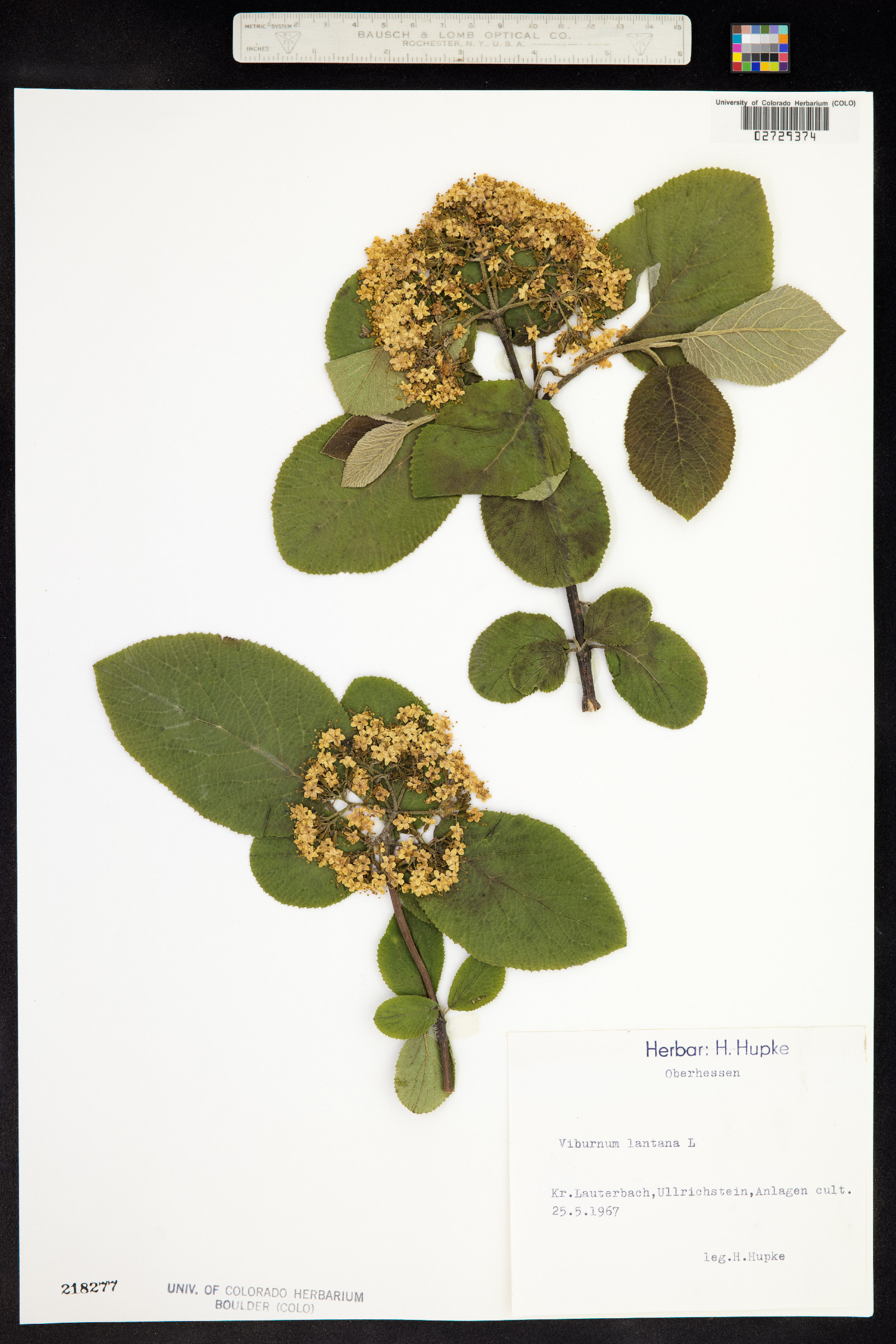 Viburnum lantana image