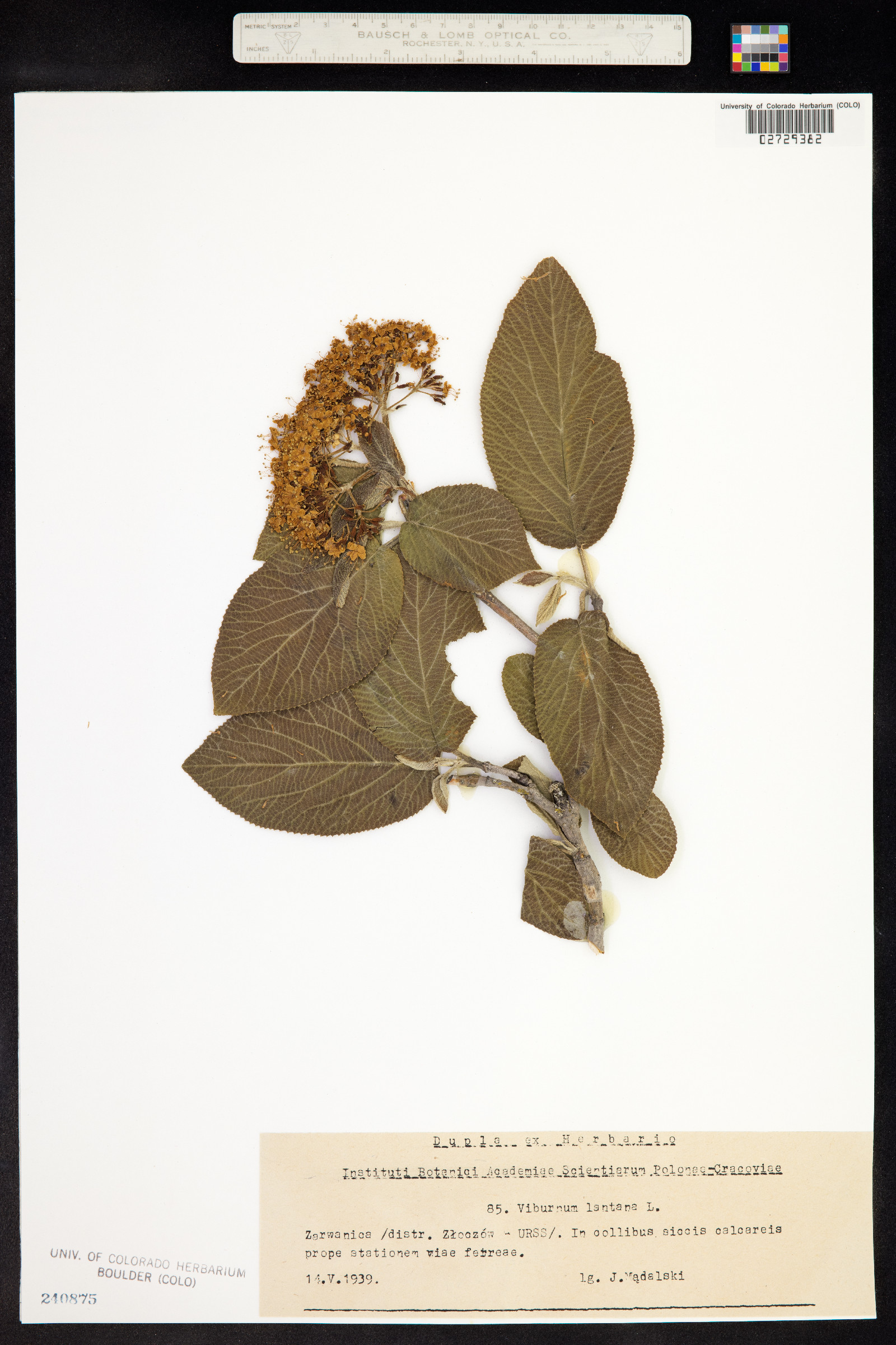 Viburnum lantana image