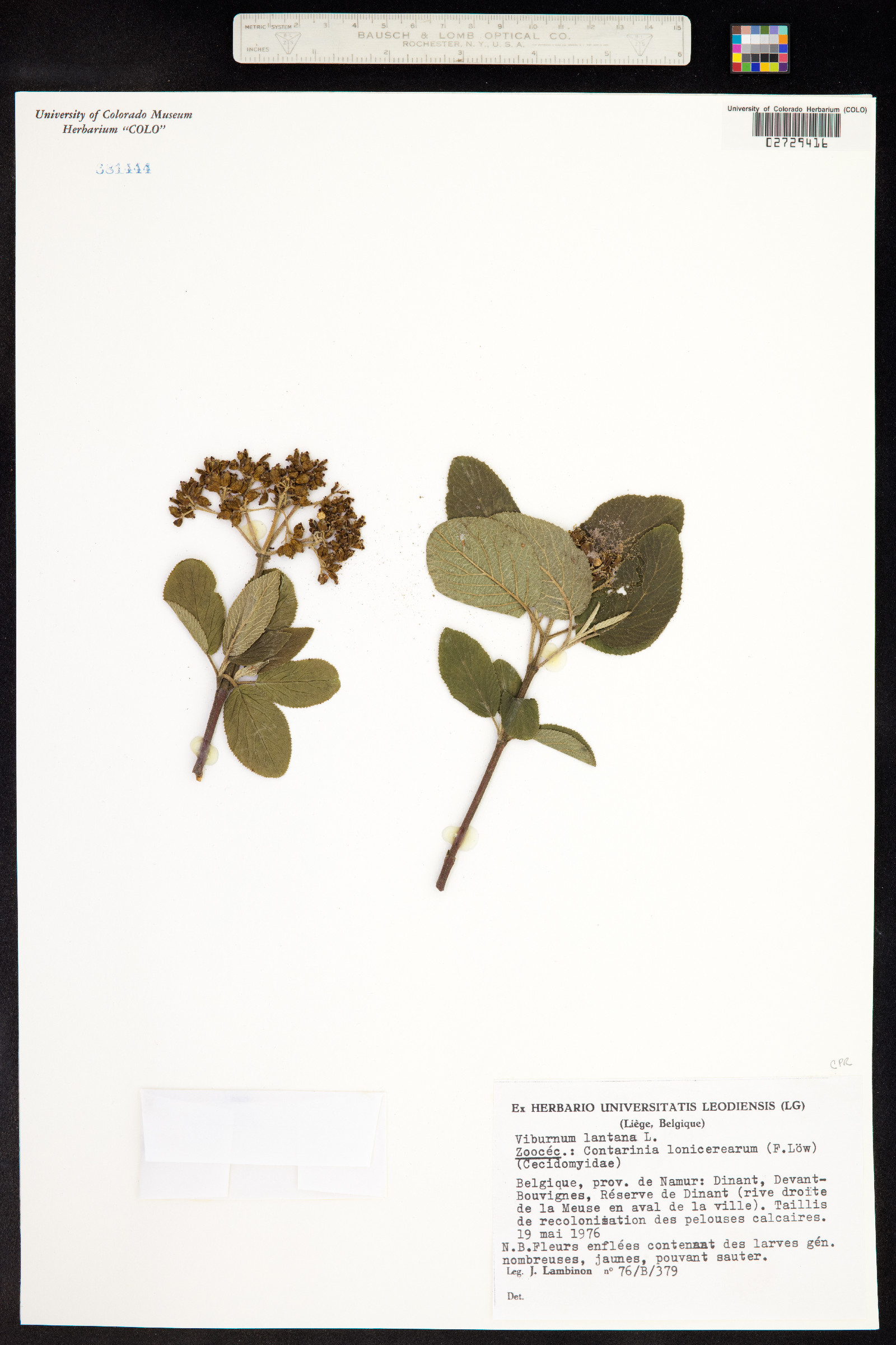 Viburnum lantana image