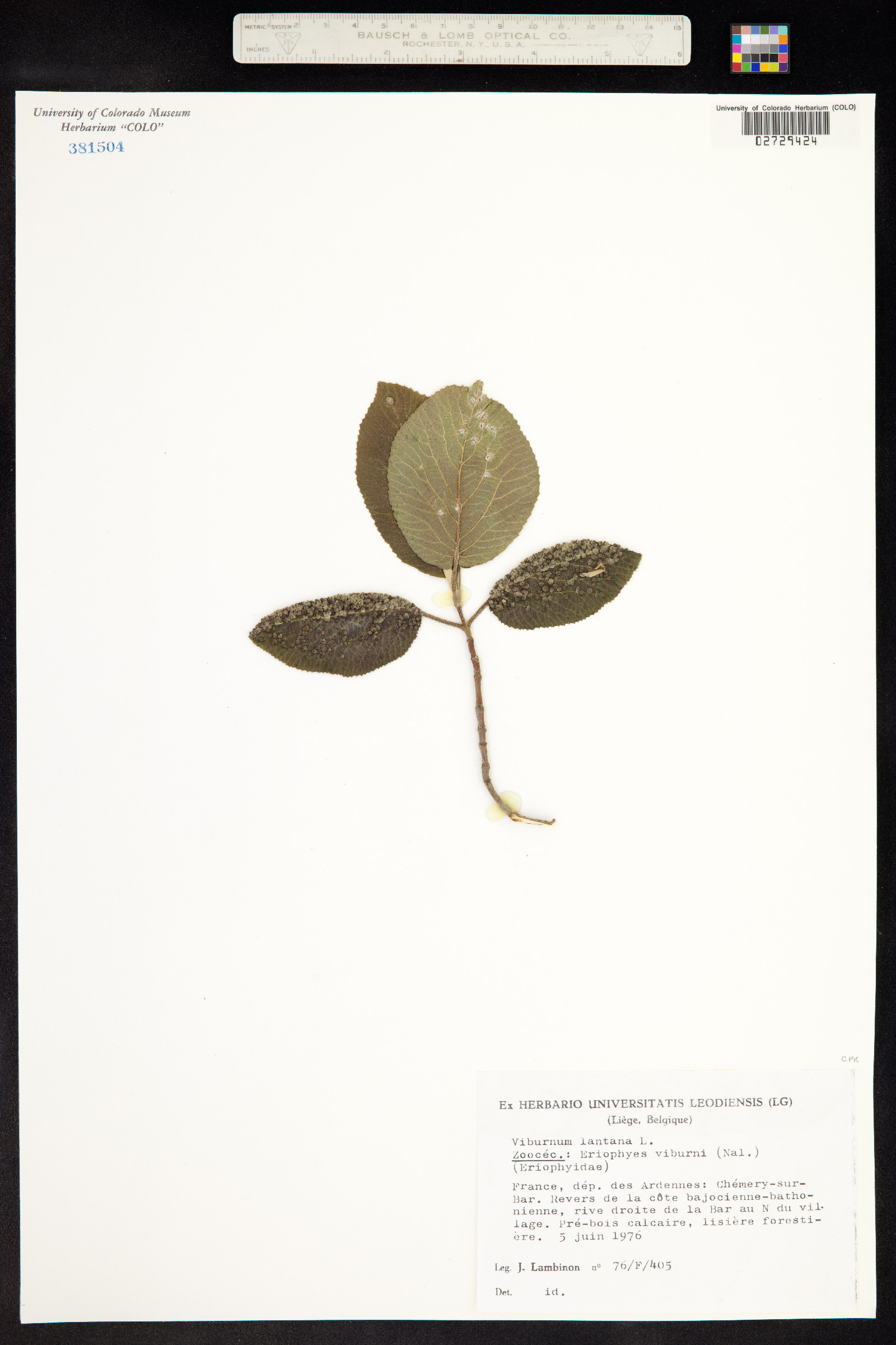 Viburnum lantana image