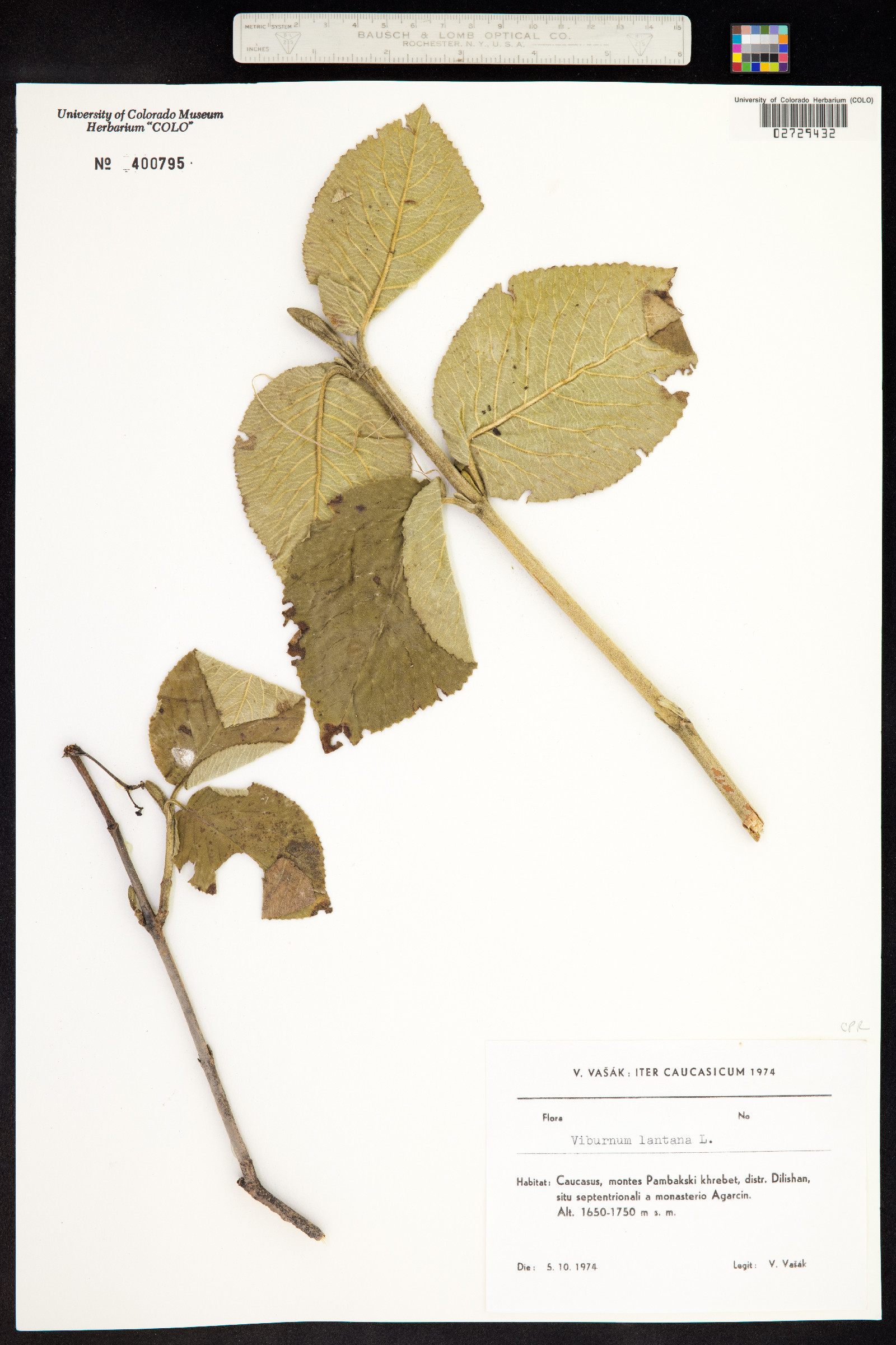 Viburnum lantana image