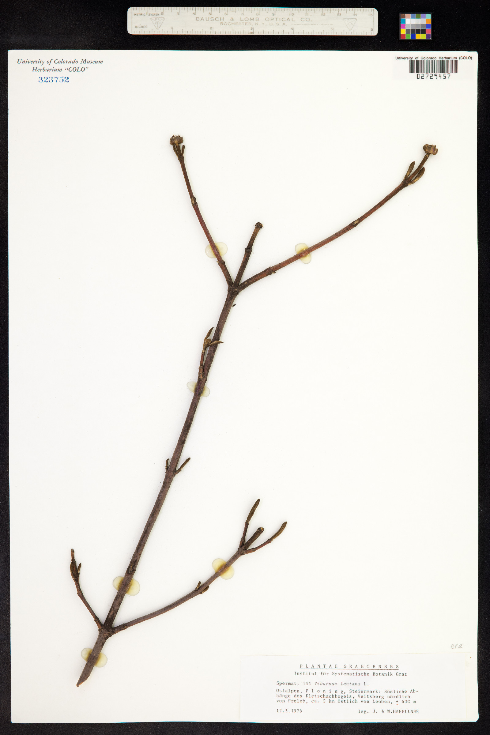 Viburnum lantana image
