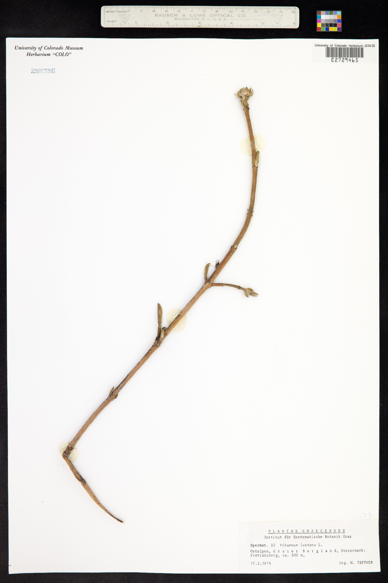 Viburnum lantana image