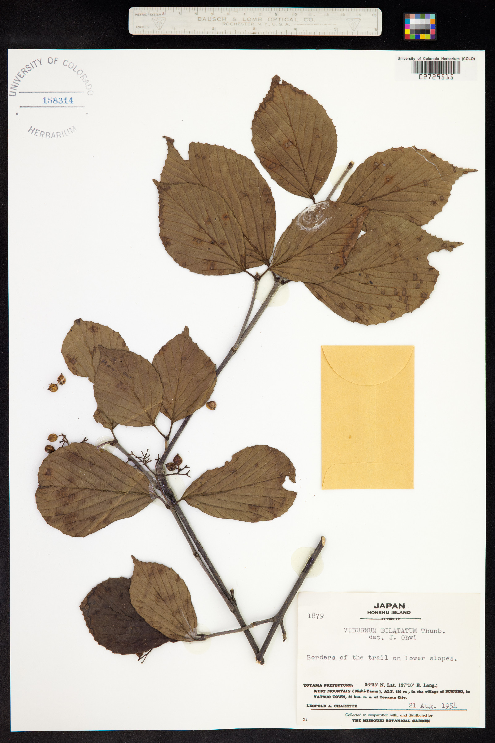 Viburnum dilatatum image