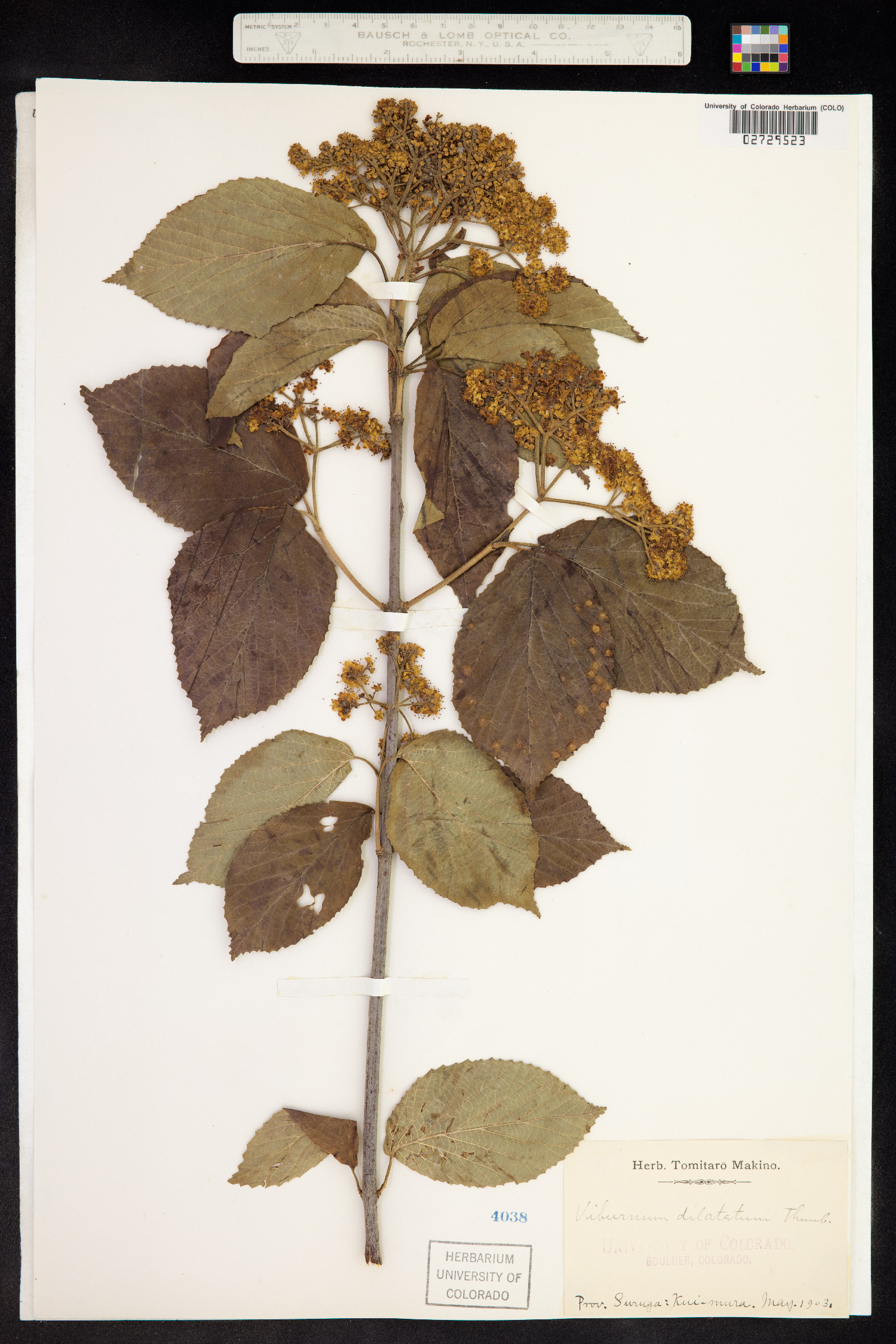 Viburnum dilatatum image