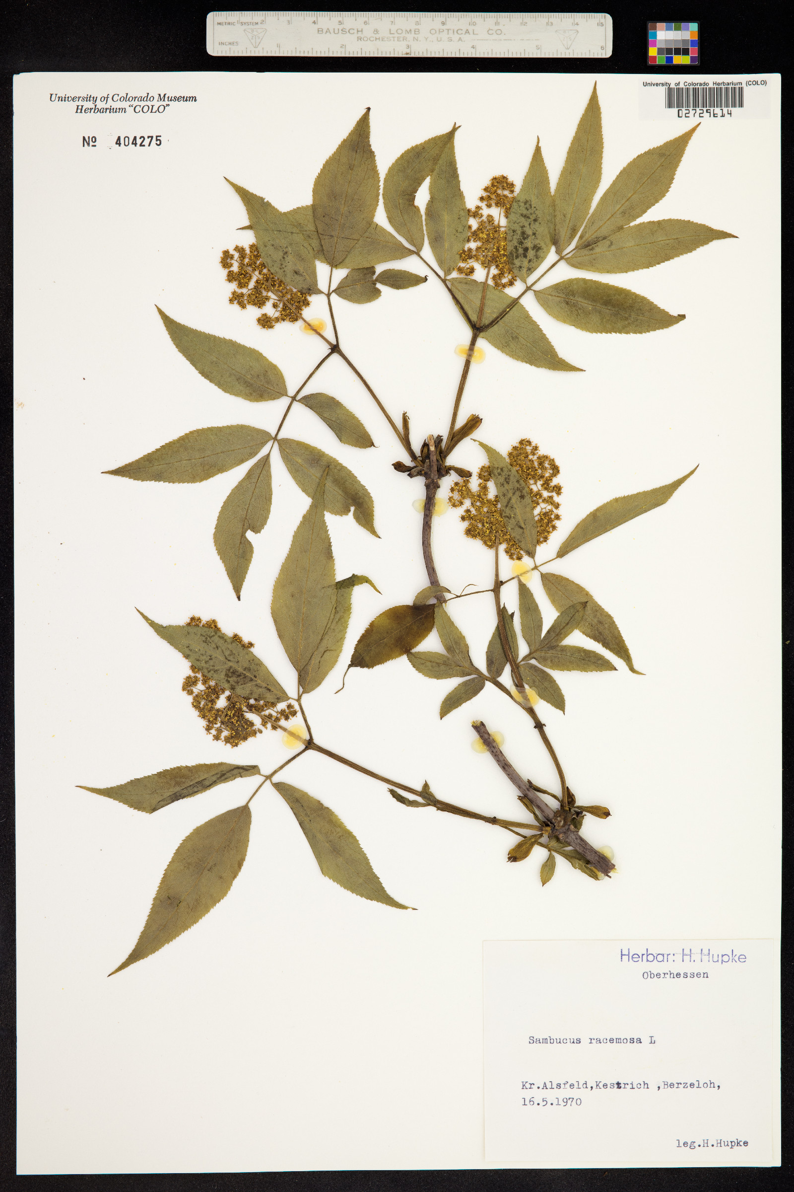 Sambucus racemosa image