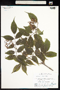 Sambucus sibirica image