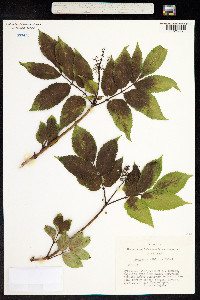 Sambucus sibirica image