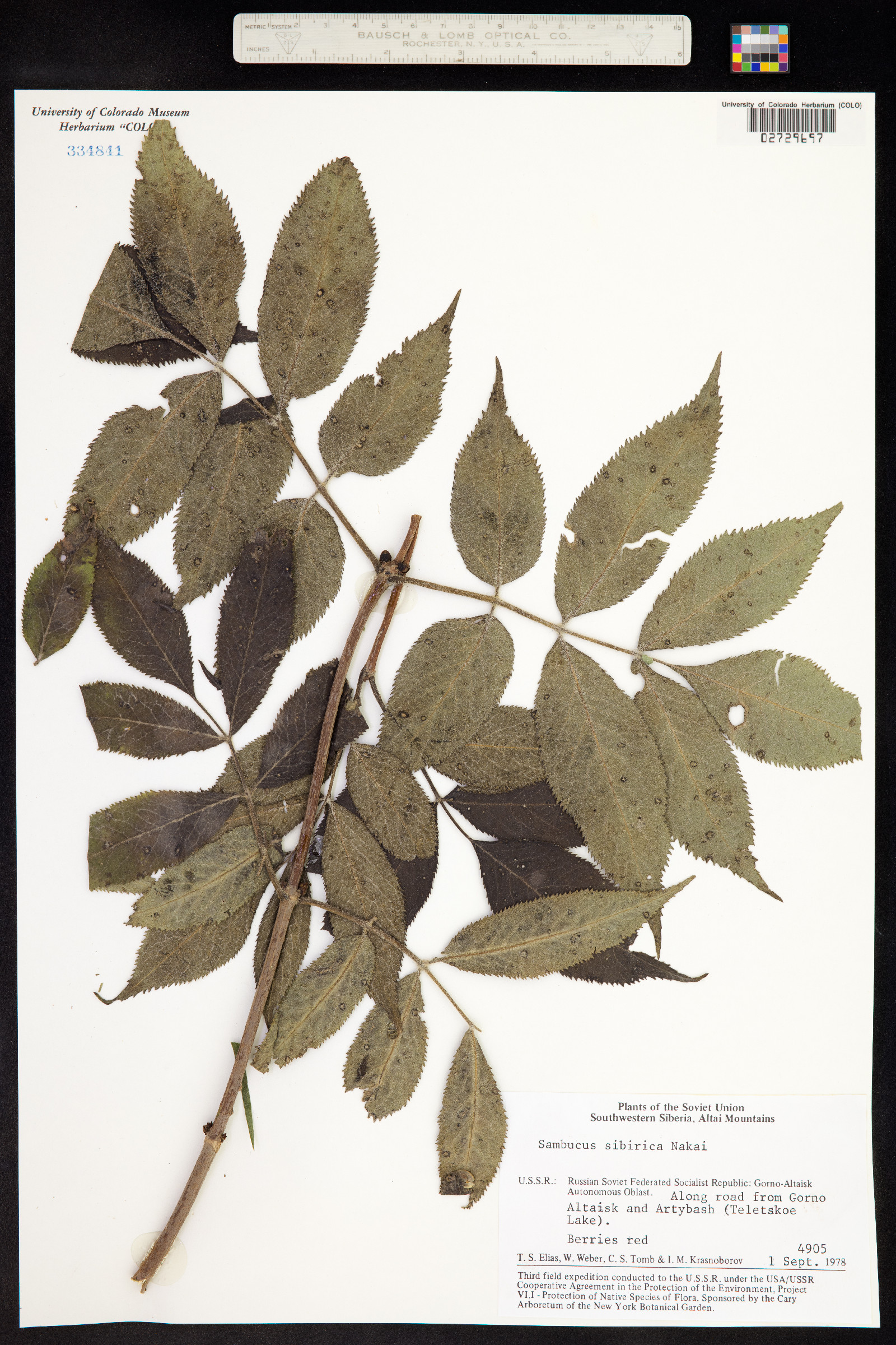 Sambucus sibirica image