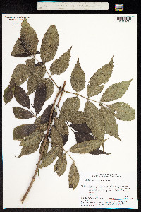 Sambucus racemosa ssp. sibirica image