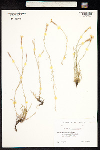 Dianthus bicolor image