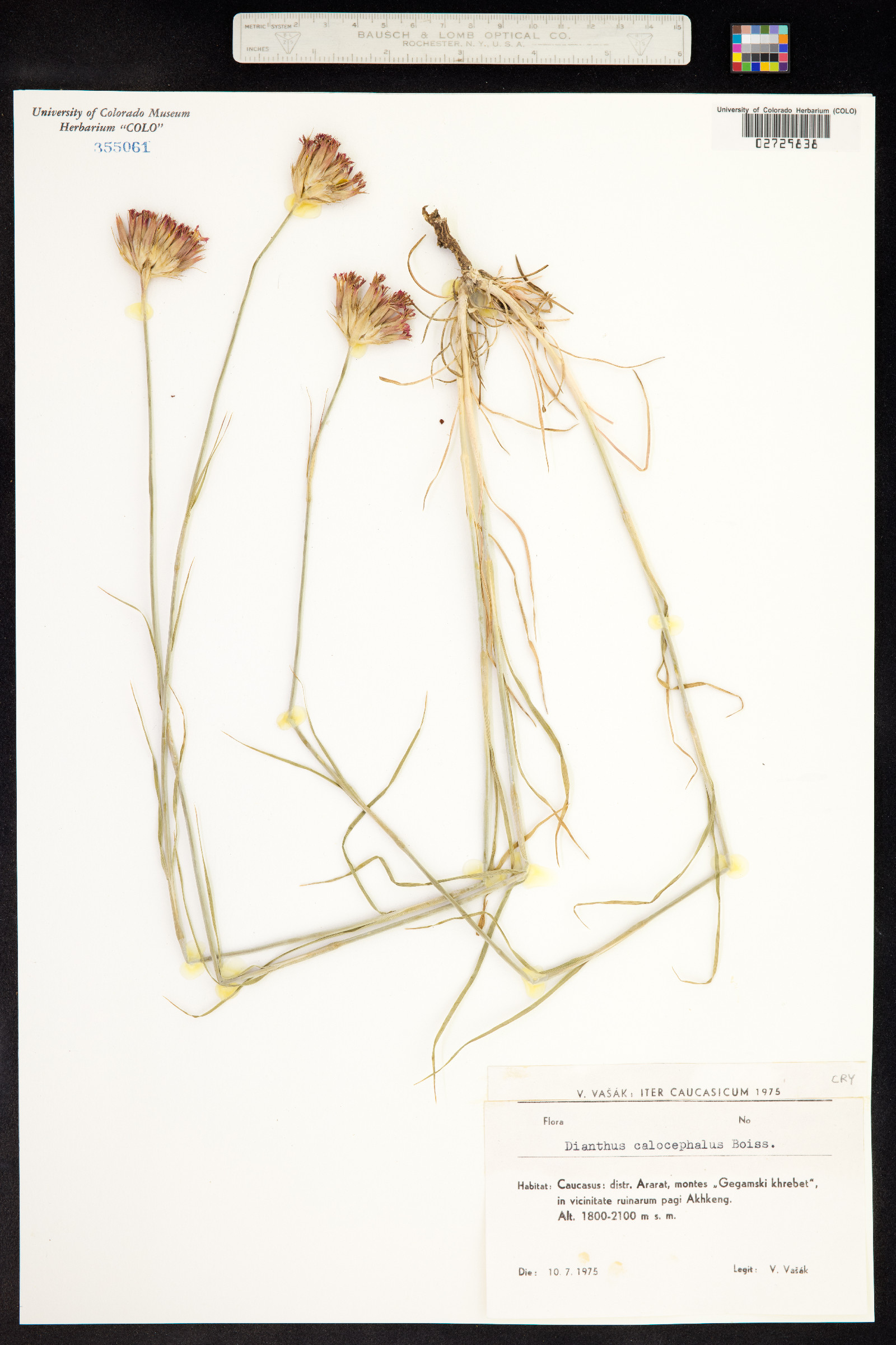 Dianthus calocephalus image