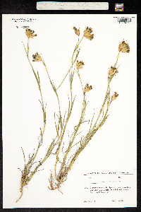 Dianthus calocephalus image