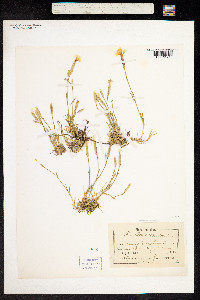 Image of Dianthus arenarius