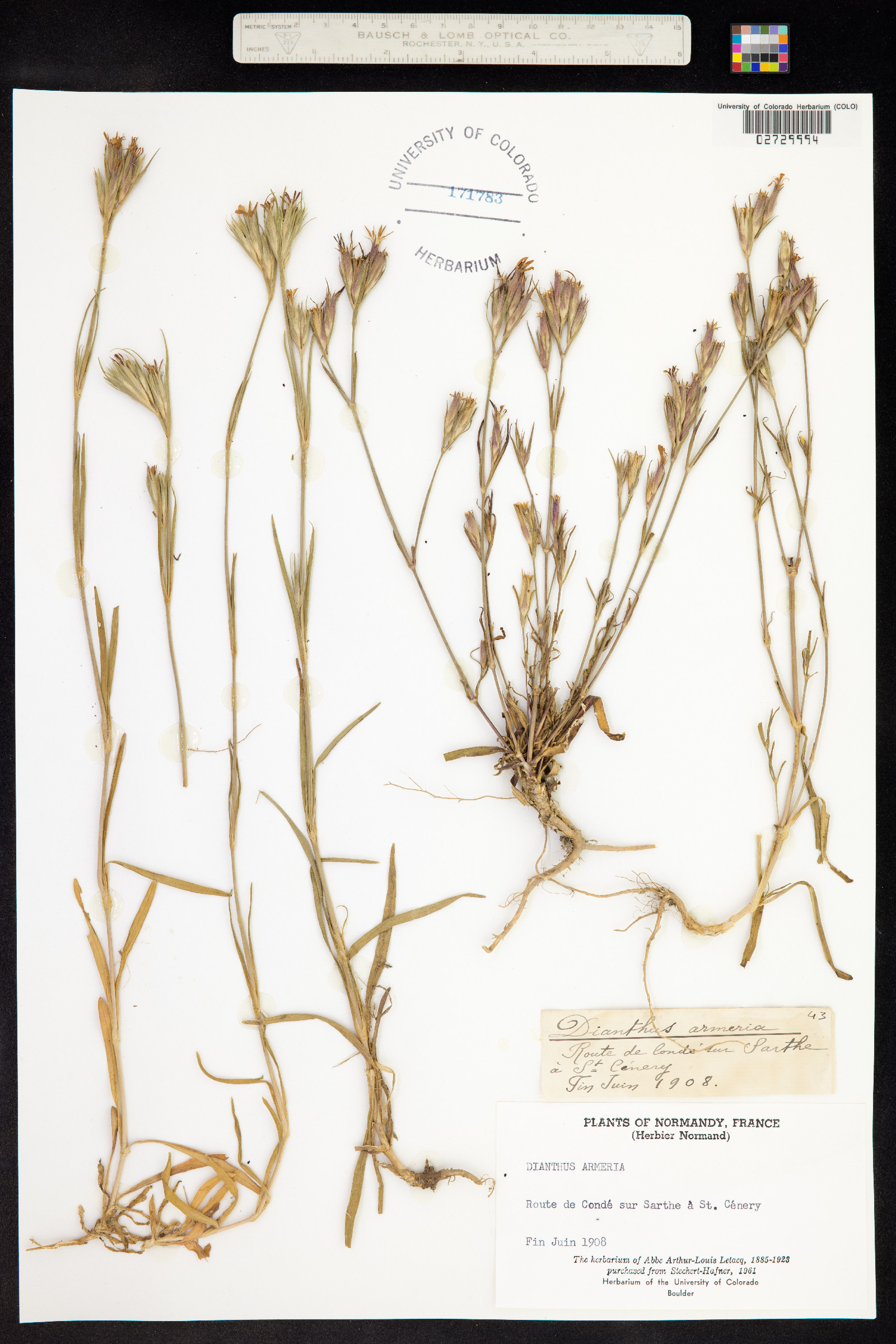 Dianthus armeria image