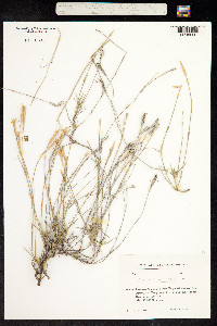 Dianthus bicolor image