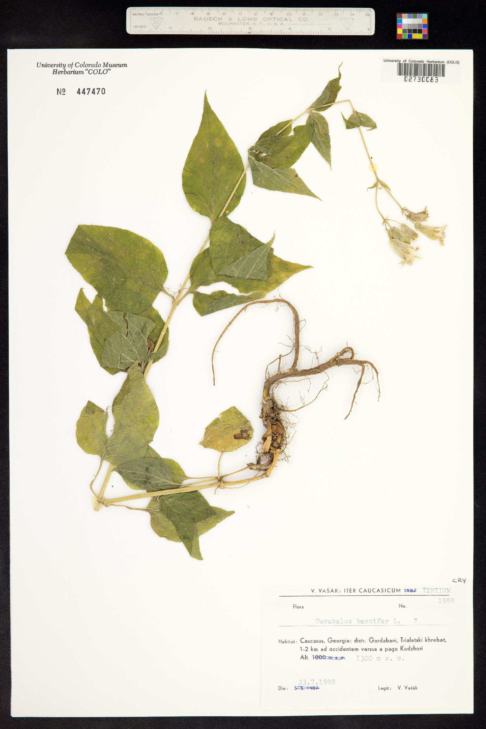 Silene baccifera image