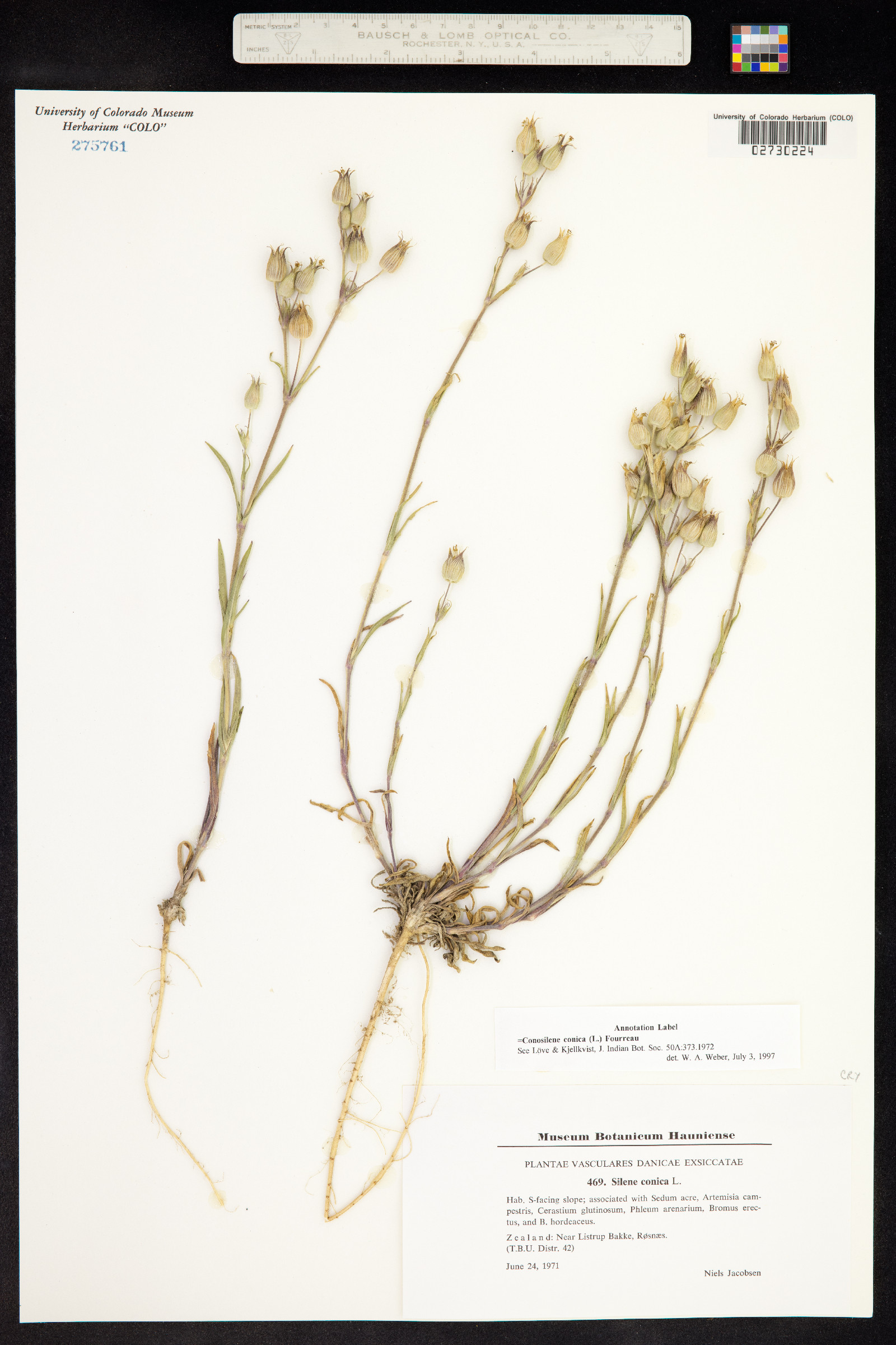 Conosilene conica image